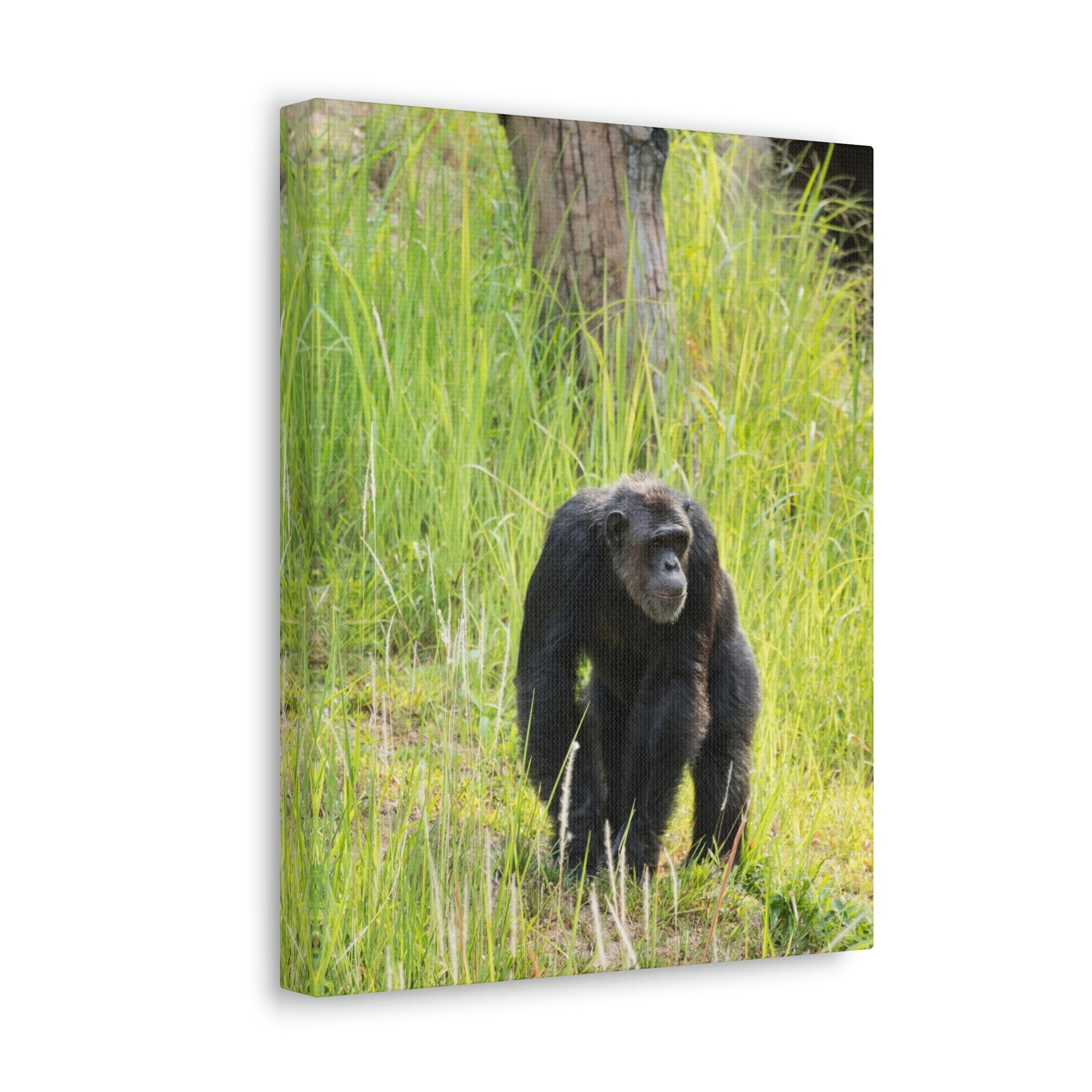 Scripture Walls Chimpanzee Hunting Chimpanzee on Hunt Print Animal Wall Art Wildlife Canvas Prints Wall Art Ready to Hang Unframed-Express Your Love Gifts