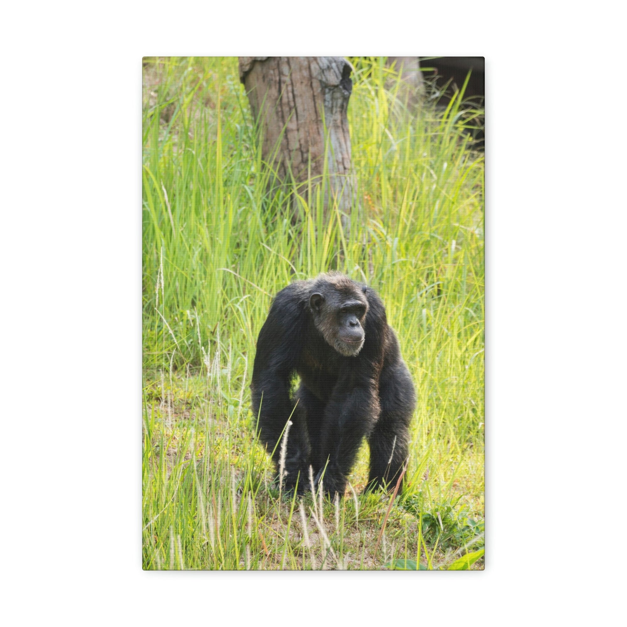 Scripture Walls Chimpanzee Hunting Chimpanzee on Hunt Print Animal Wall Art Wildlife Canvas Prints Wall Art Ready to Hang Unframed-Express Your Love Gifts