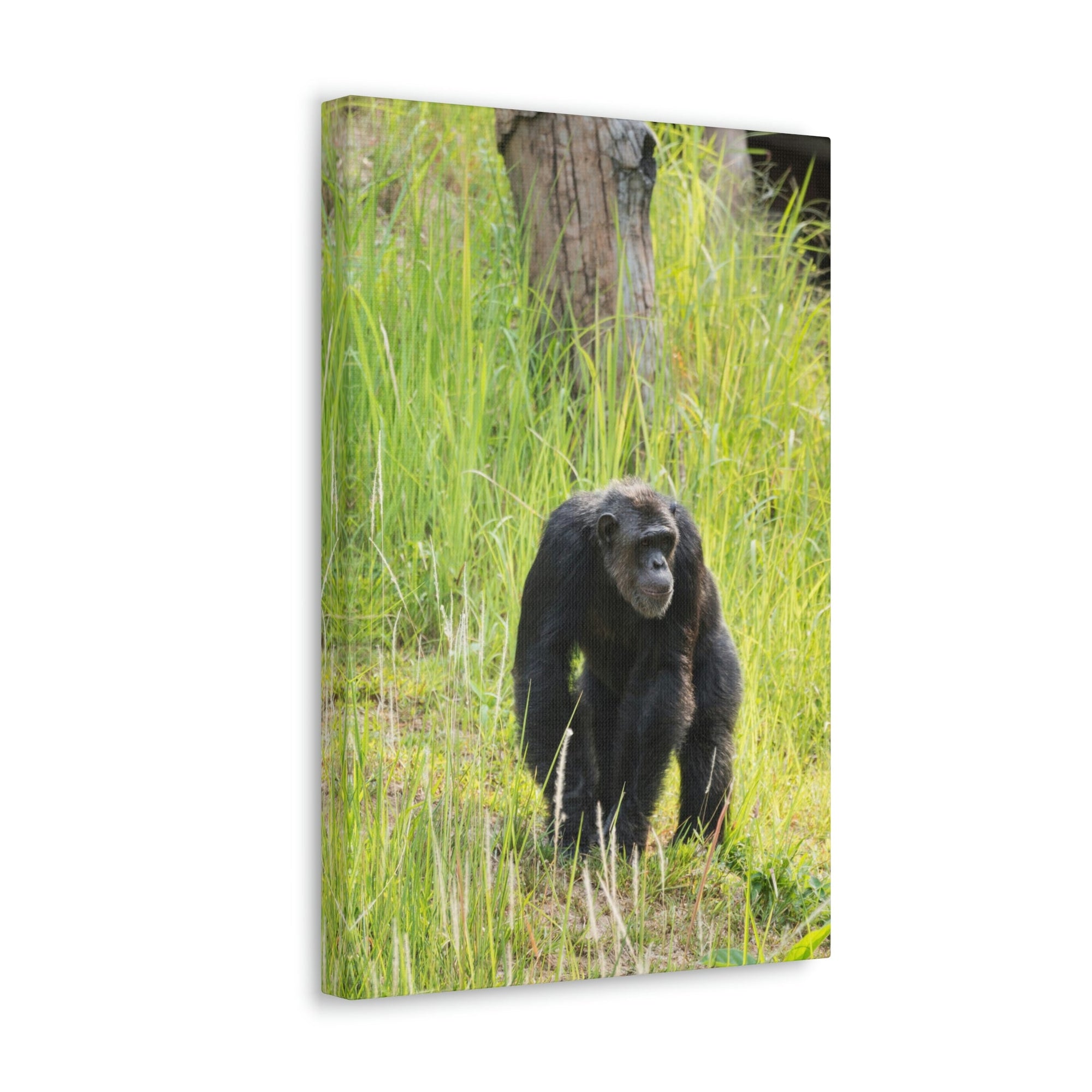 Scripture Walls Chimpanzee Hunting Chimpanzee on Hunt Print Animal Wall Art Wildlife Canvas Prints Wall Art Ready to Hang Unframed-Express Your Love Gifts