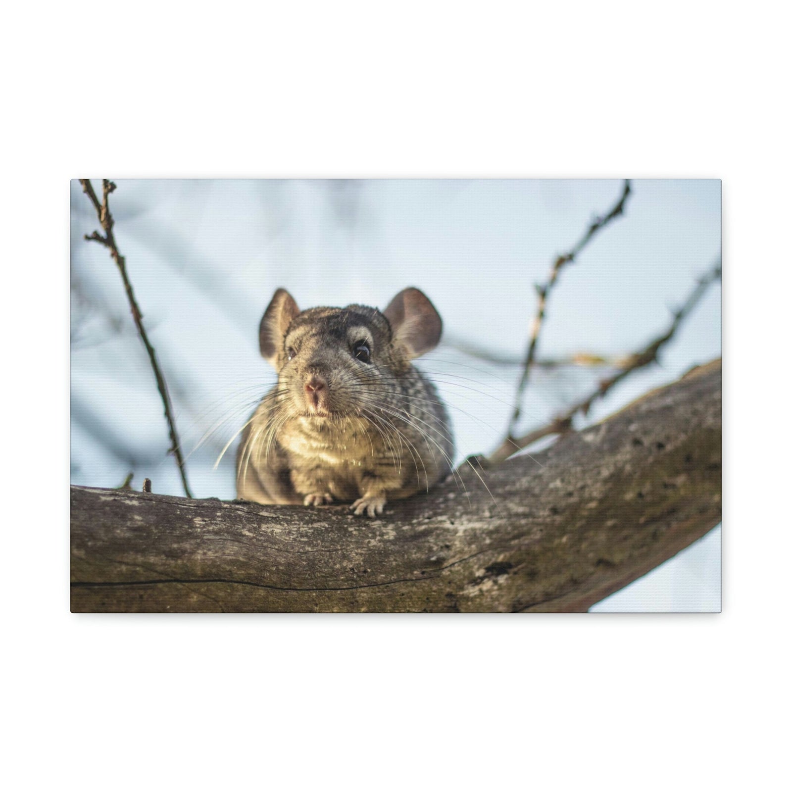 Scripture Walls Chinchilla Hunting Chinchilla on Hunt Print Animal Wall Art Wildlife Canvas Prints Wall Art Ready to Hang Unframed-Express Your Love Gifts