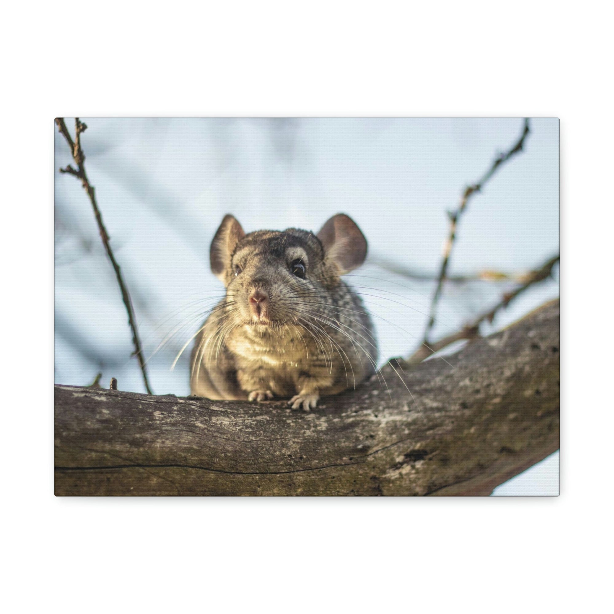 Scripture Walls Chinchilla Hunting Chinchilla on Hunt Print Animal Wall Art Wildlife Canvas Prints Wall Art Ready to Hang Unframed-Express Your Love Gifts