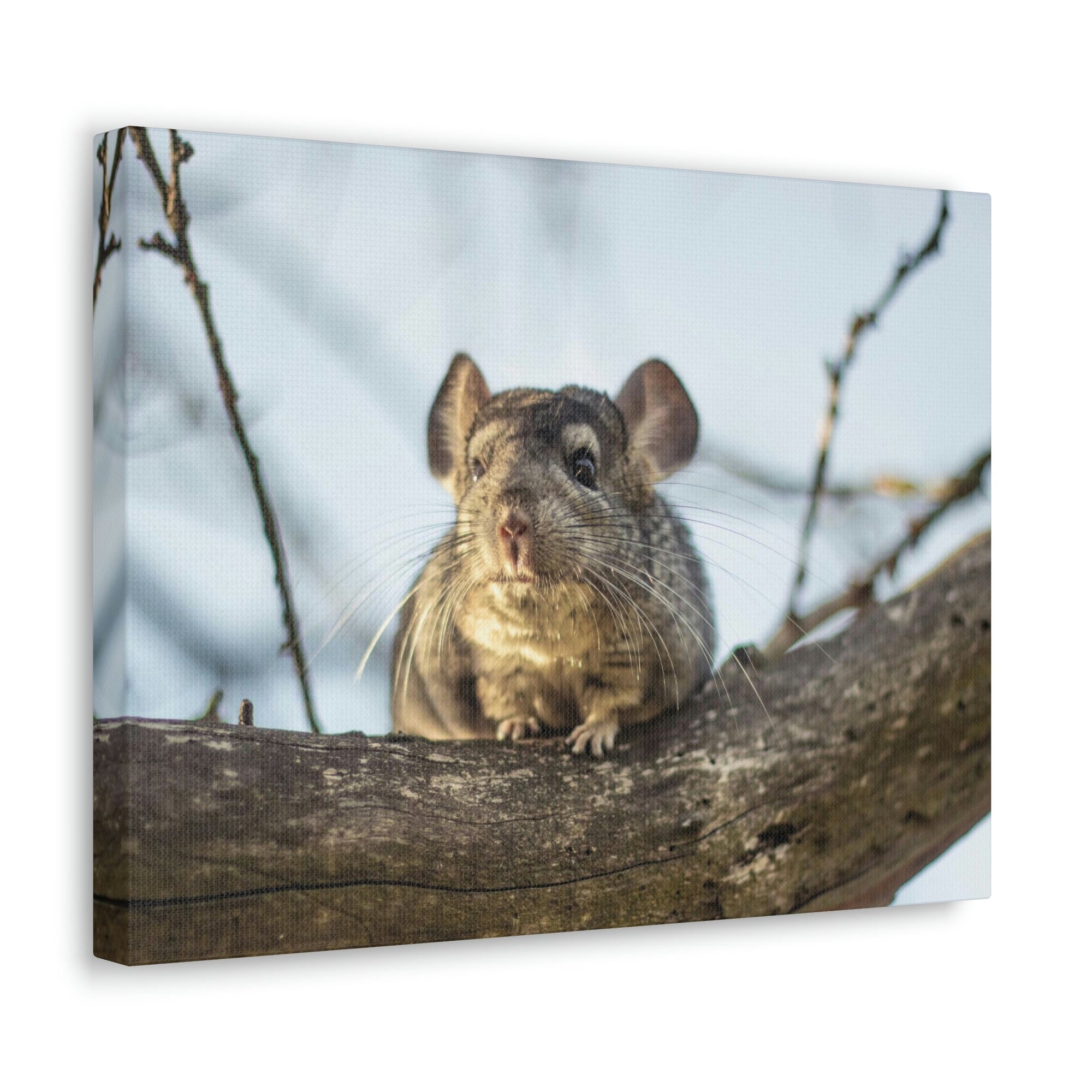 Scripture Walls Chinchilla Hunting Chinchilla on Hunt Print Animal Wall Art Wildlife Canvas Prints Wall Art Ready to Hang Unframed-Express Your Love Gifts