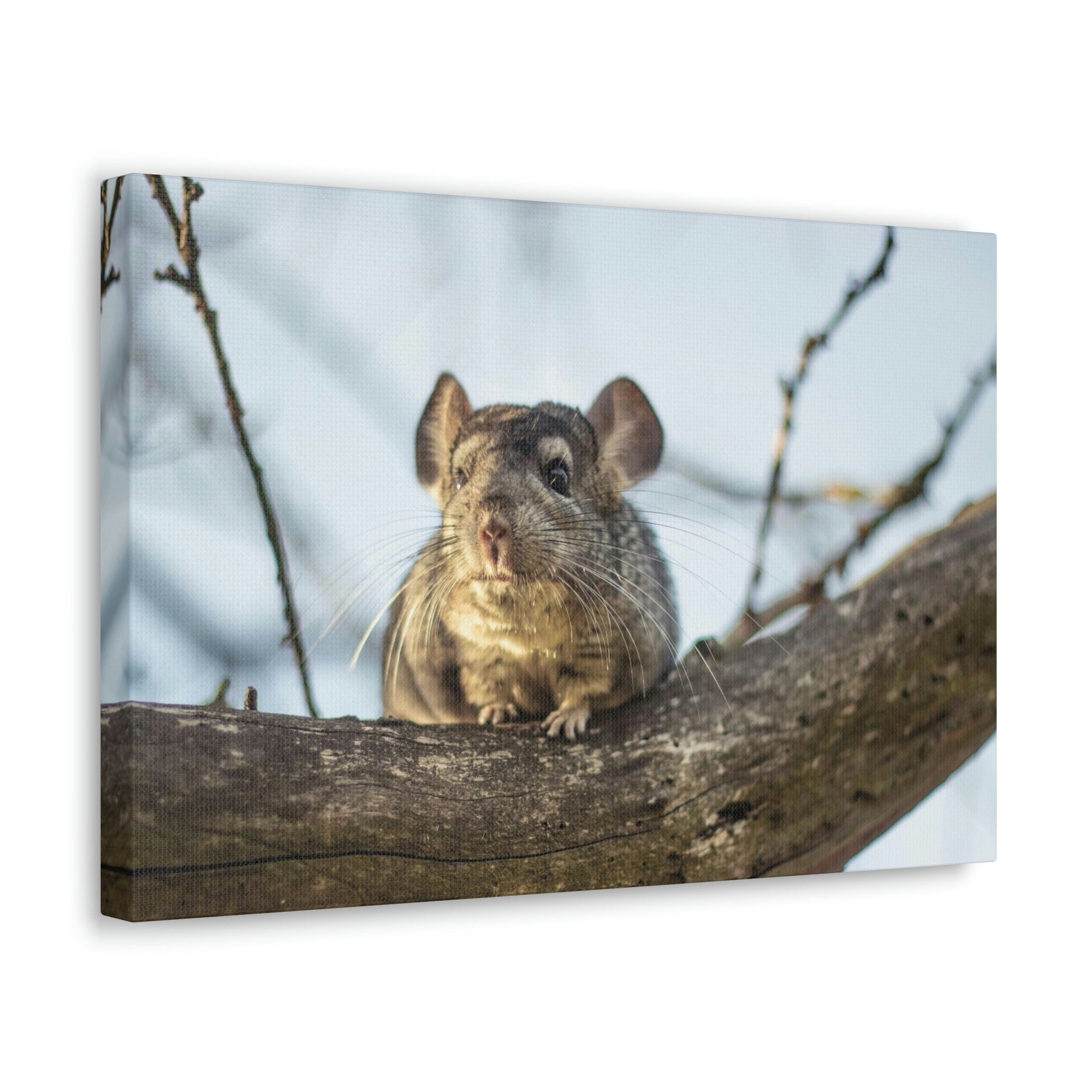 Scripture Walls Chinchilla Hunting Chinchilla on Hunt Print Animal Wall Art Wildlife Canvas Prints Wall Art Ready to Hang Unframed-Express Your Love Gifts