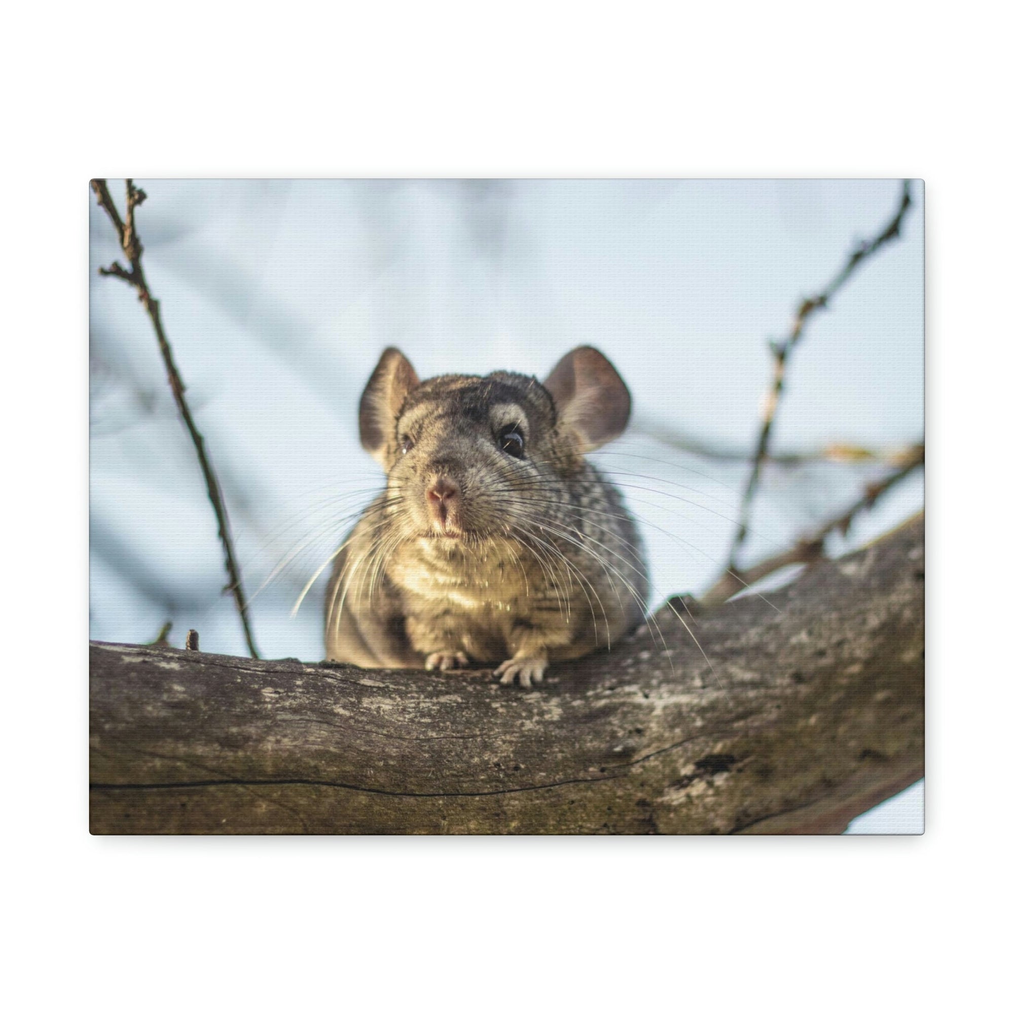 Scripture Walls Chinchilla Hunting Chinchilla on Hunt Print Animal Wall Art Wildlife Canvas Prints Wall Art Ready to Hang Unframed-Express Your Love Gifts