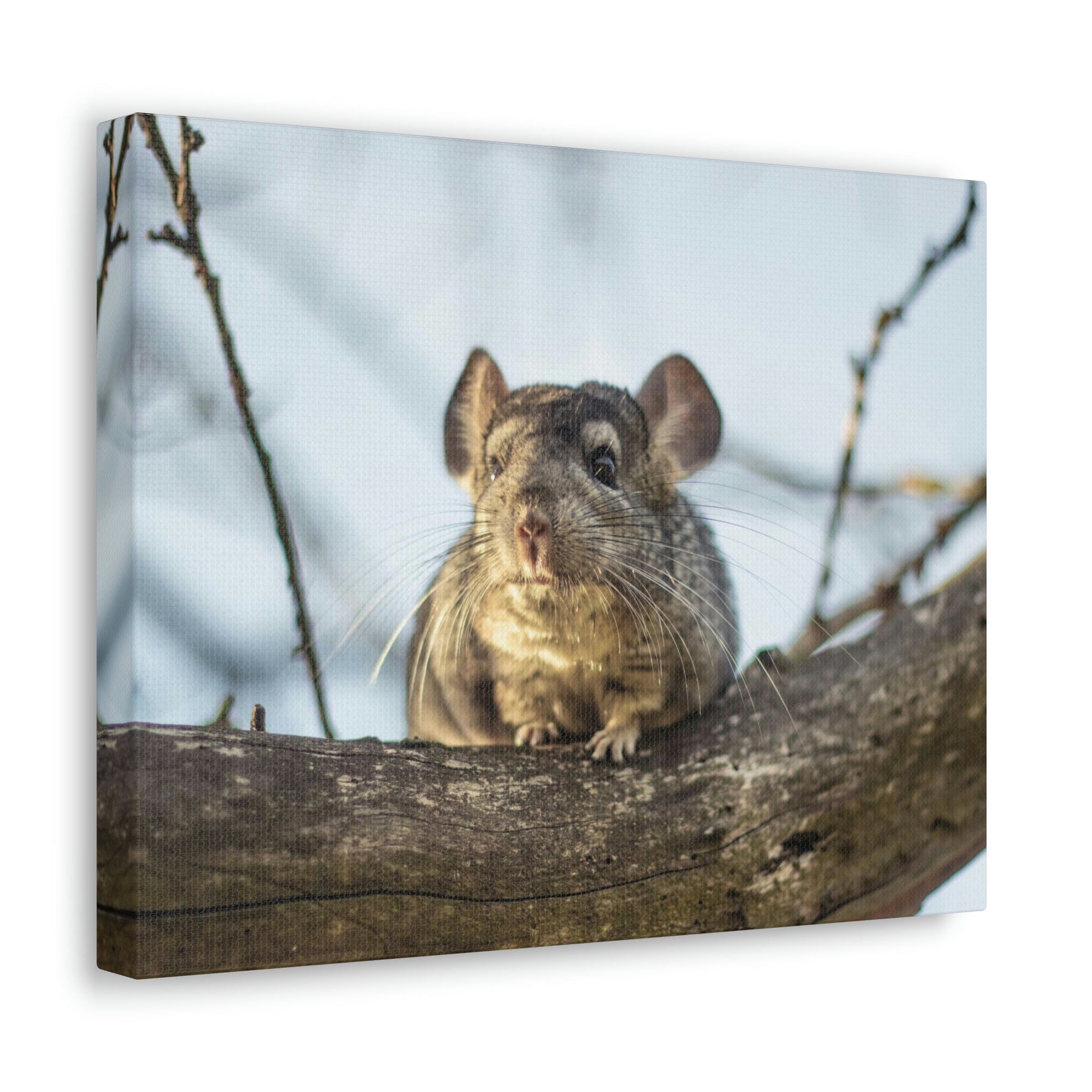 Scripture Walls Chinchilla Hunting Chinchilla on Hunt Print Animal Wall Art Wildlife Canvas Prints Wall Art Ready to Hang Unframed-Express Your Love Gifts