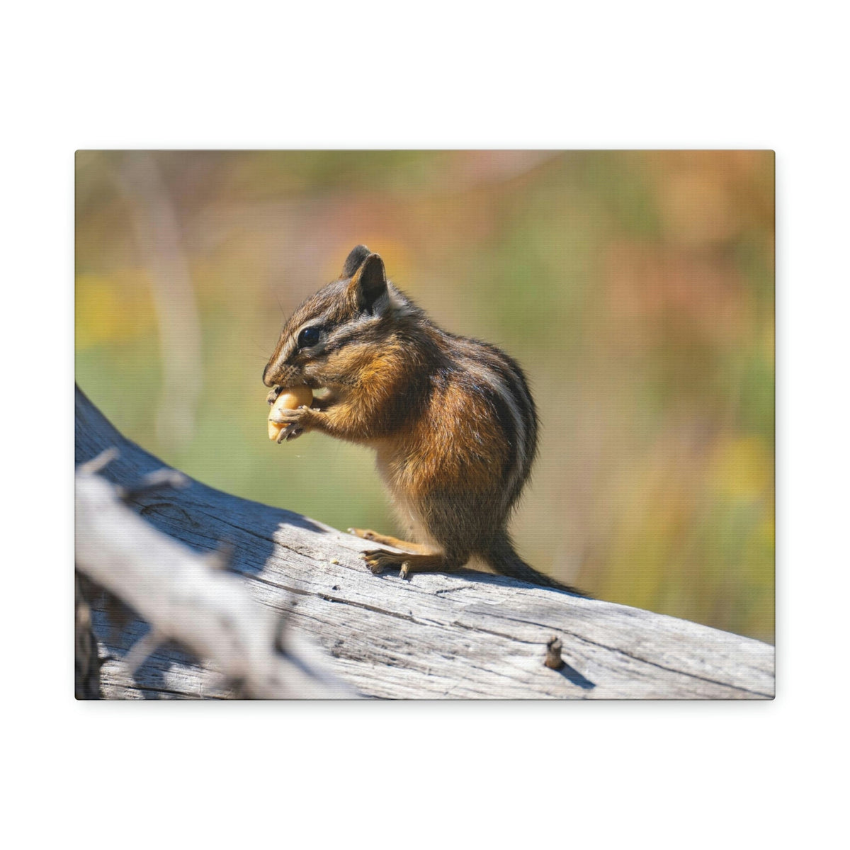 Scripture Walls Chipmunk Hunting Chipmunk on Hunt Print Animal Wall Art Wildlife Canvas Prints Wall Art Ready to Hang Unframed-Express Your Love Gifts