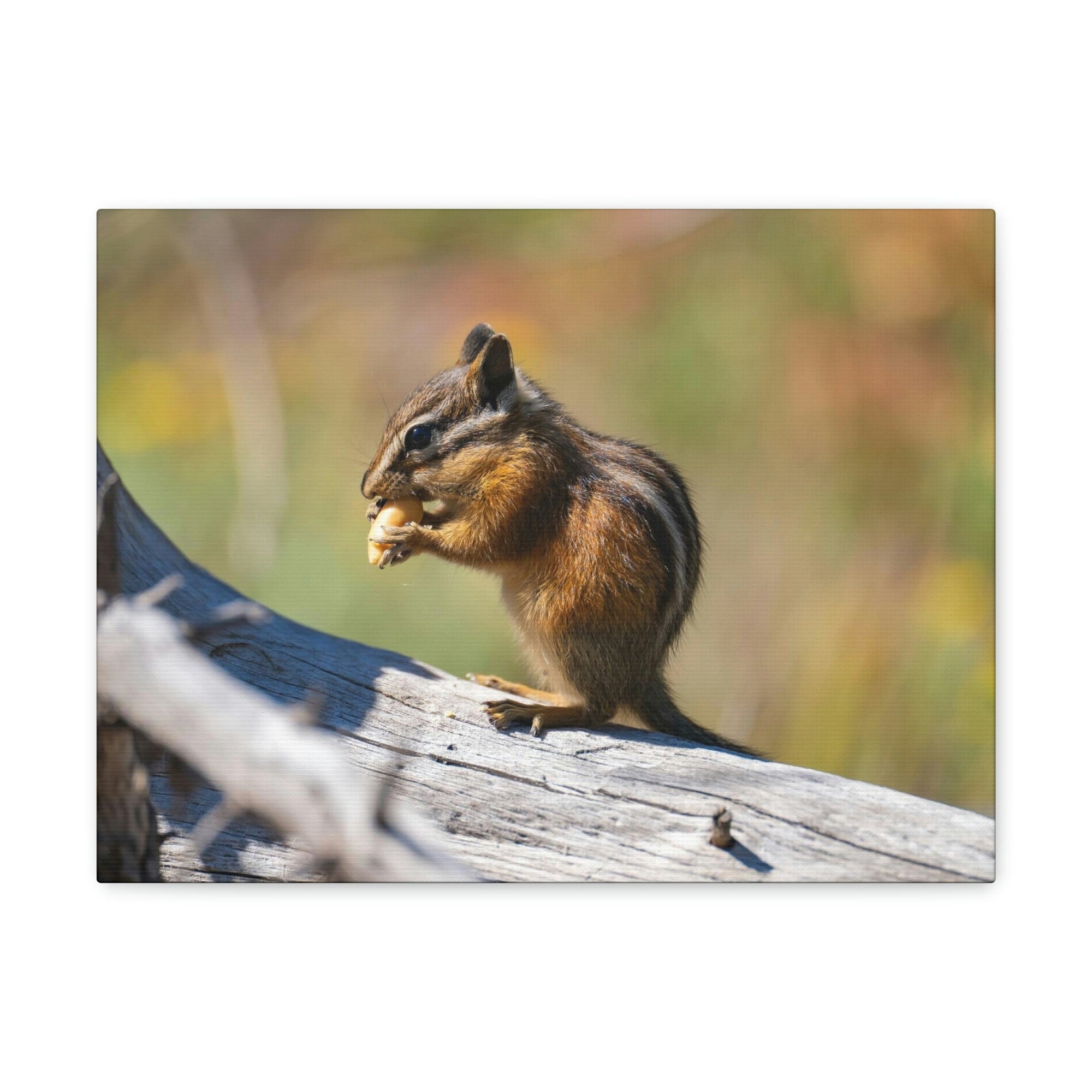 Scripture Walls Chipmunk Hunting Chipmunk on Hunt Print Animal Wall Art Wildlife Canvas Prints Wall Art Ready to Hang Unframed-Express Your Love Gifts