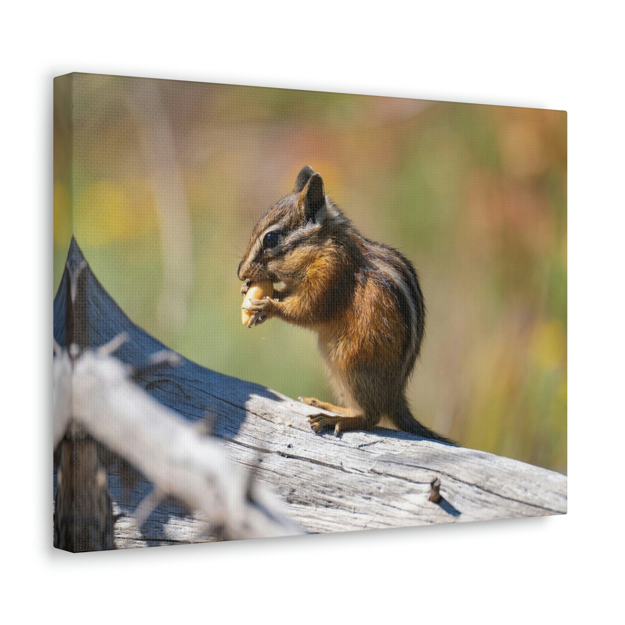 Scripture Walls Chipmunk Hunting Chipmunk on Hunt Print Animal Wall Art Wildlife Canvas Prints Wall Art Ready to Hang Unframed-Express Your Love Gifts