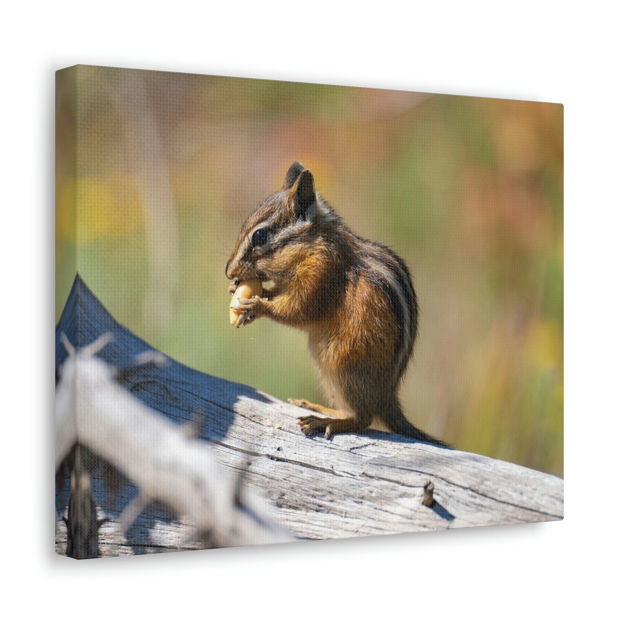 Scripture Walls Chipmunk Hunting Chipmunk on Hunt Print Animal Wall Art Wildlife Canvas Prints Wall Art Ready to Hang Unframed-Express Your Love Gifts