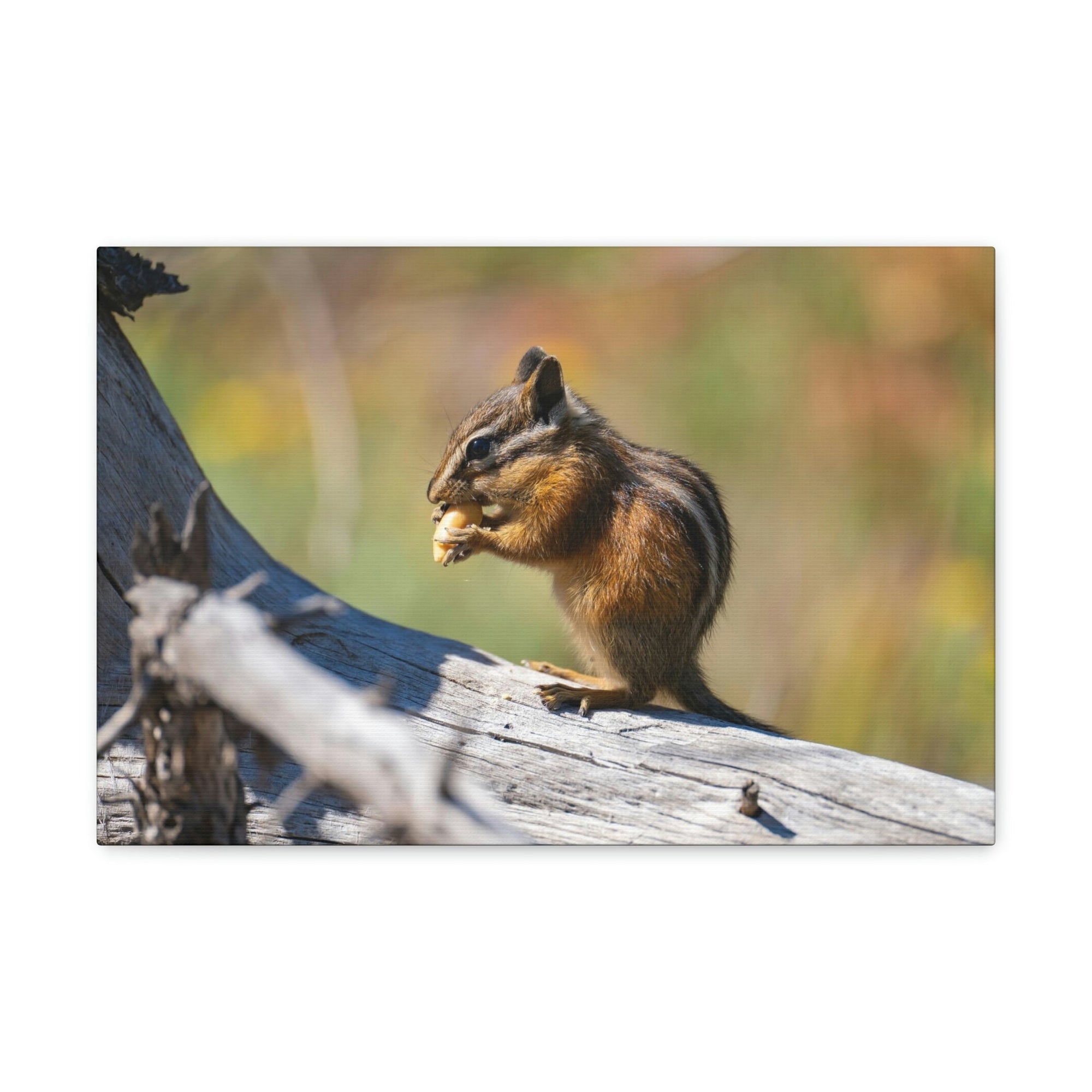 Scripture Walls Chipmunk Hunting Chipmunk on Hunt Print Animal Wall Art Wildlife Canvas Prints Wall Art Ready to Hang Unframed-Express Your Love Gifts