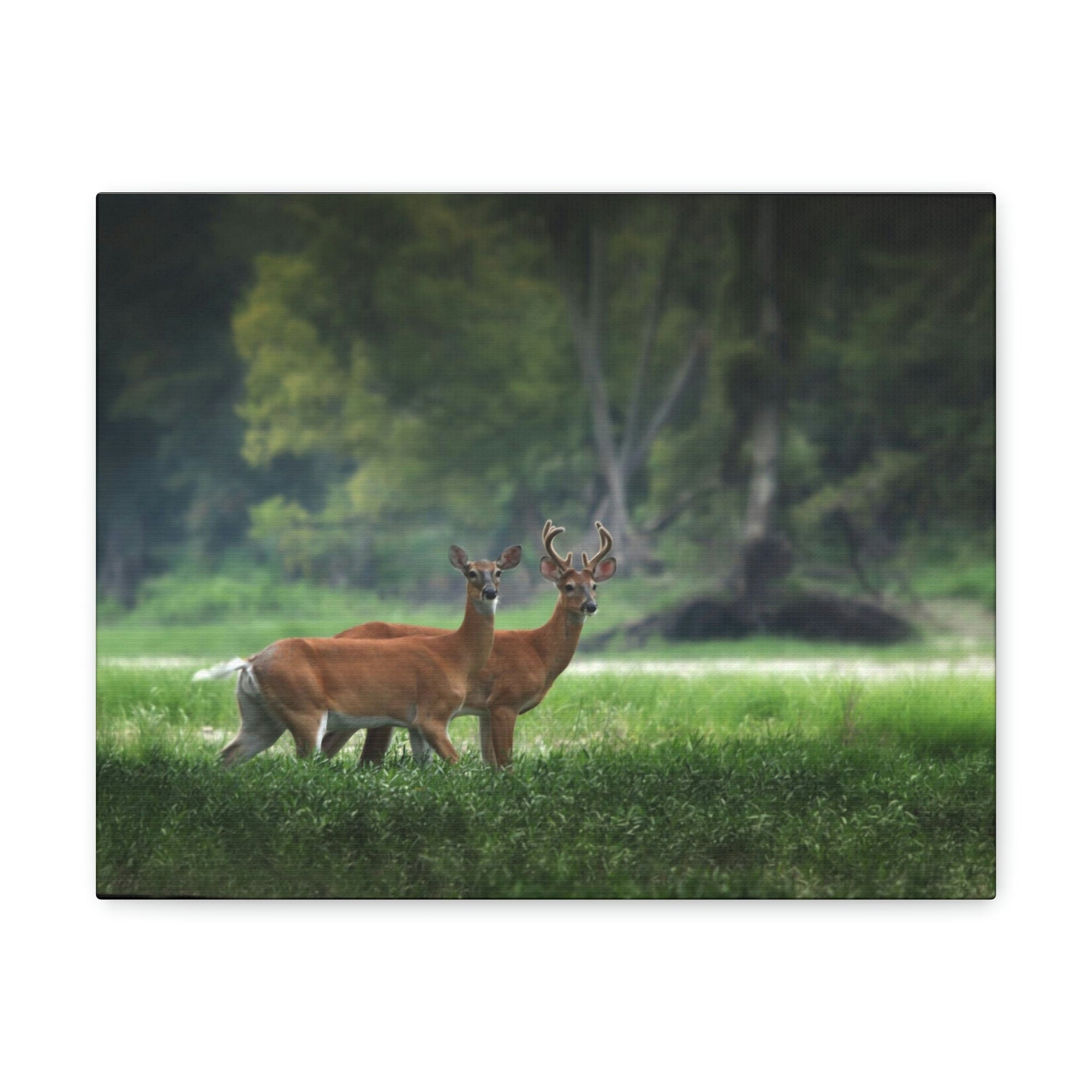 Scripture Walls Close-Up of Couple Red Deer in Autumn Print Animal Wall Art Wildlife Canvas Prints Wall Art Ready to Hang Unframed-Express Your Love Gifts