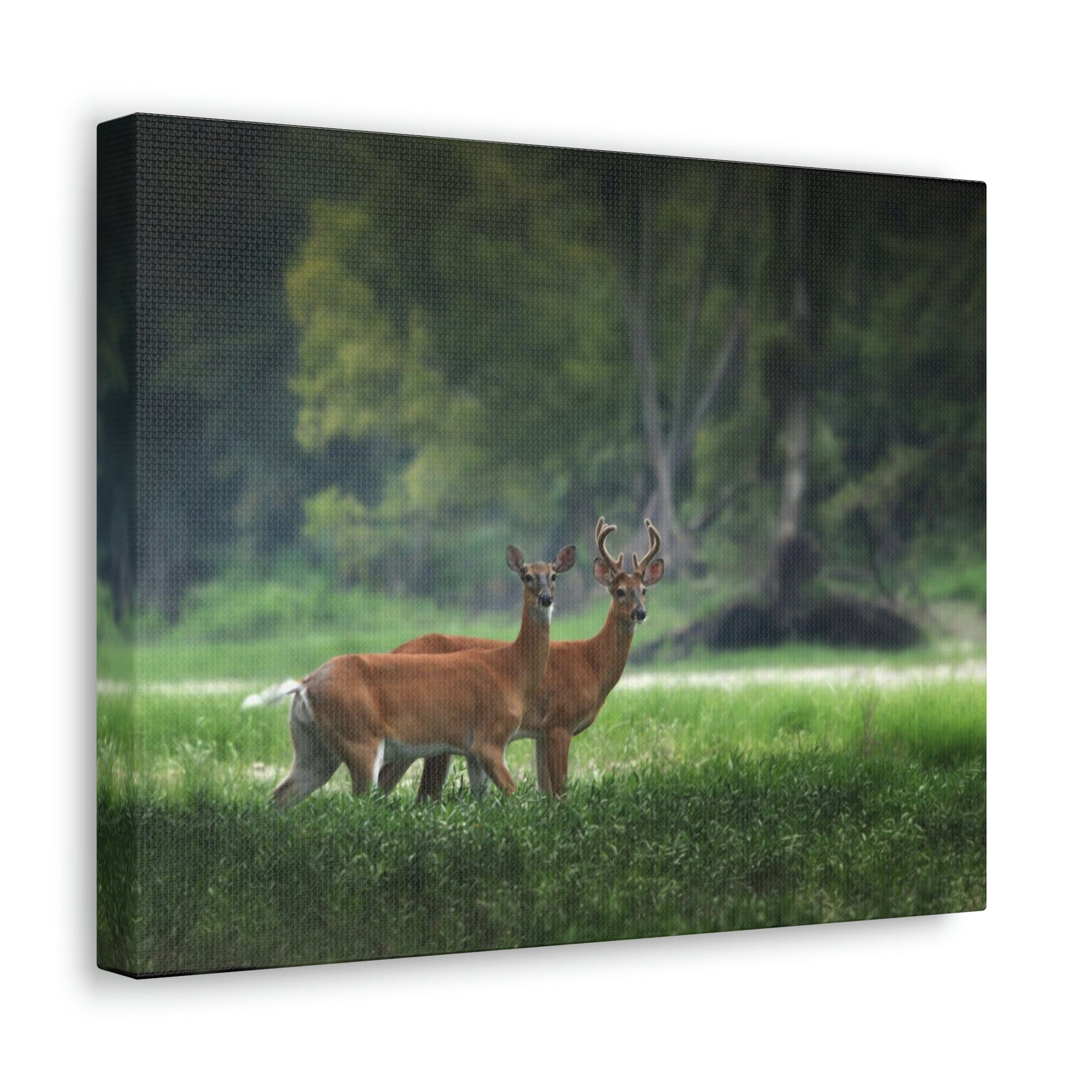 Scripture Walls Close-Up of Couple Red Deer in Autumn Print Animal Wall Art Wildlife Canvas Prints Wall Art Ready to Hang Unframed-Express Your Love Gifts