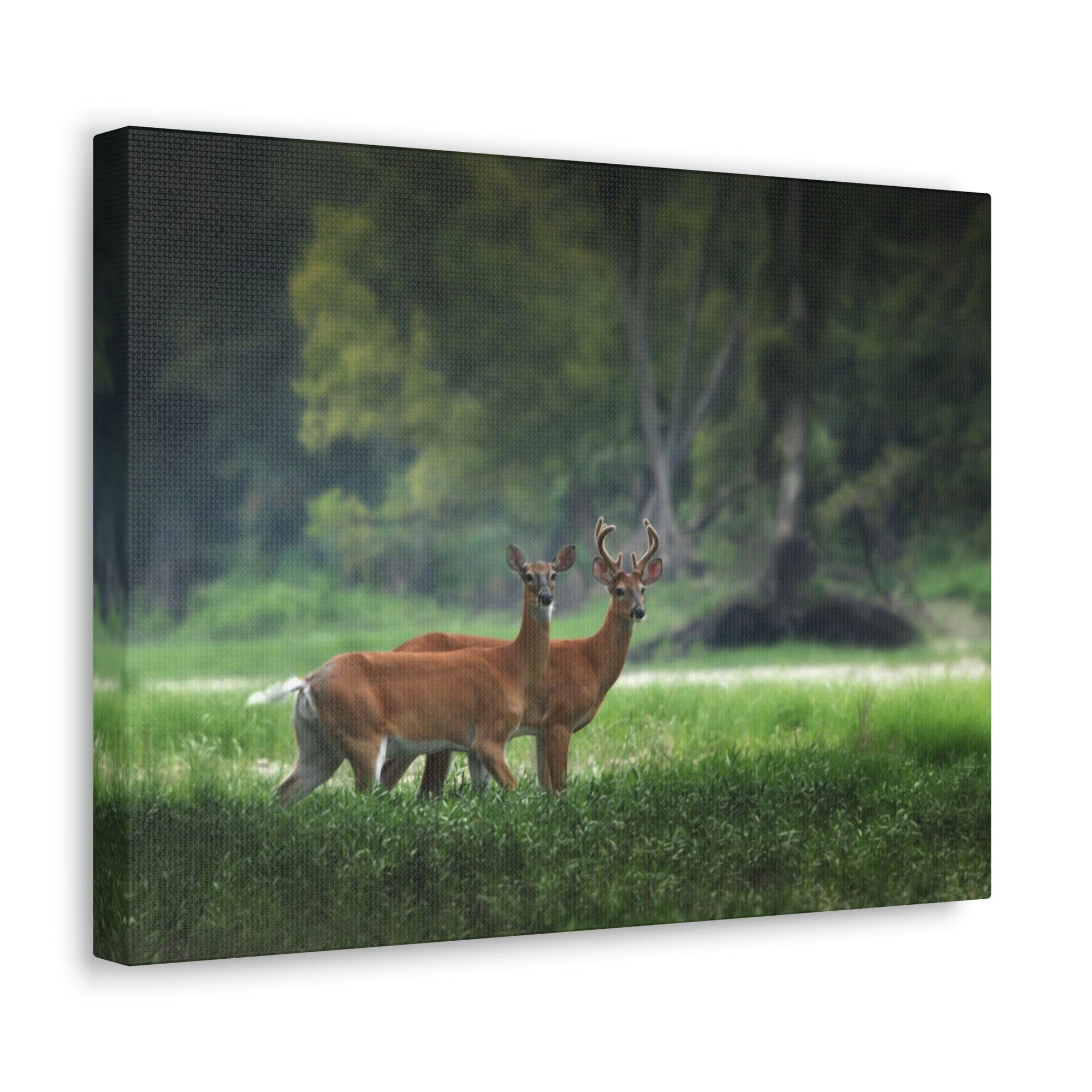 Scripture Walls Close-Up of Couple Red Deer in Autumn Print Animal Wall Art Wildlife Canvas Prints Wall Art Ready to Hang Unframed-Express Your Love Gifts