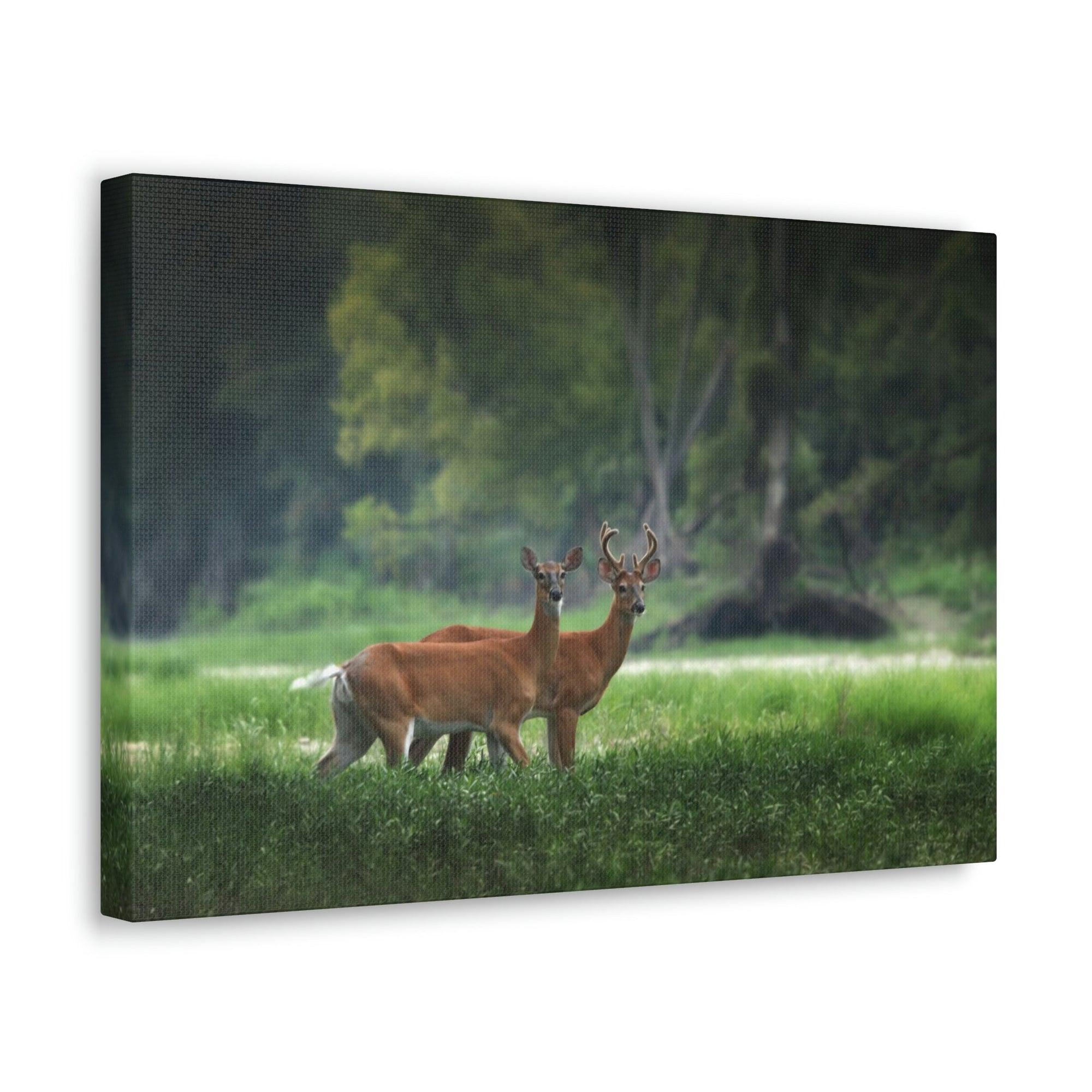 Scripture Walls Close-Up of Couple Red Deer in Autumn Print Animal Wall Art Wildlife Canvas Prints Wall Art Ready to Hang Unframed-Express Your Love Gifts