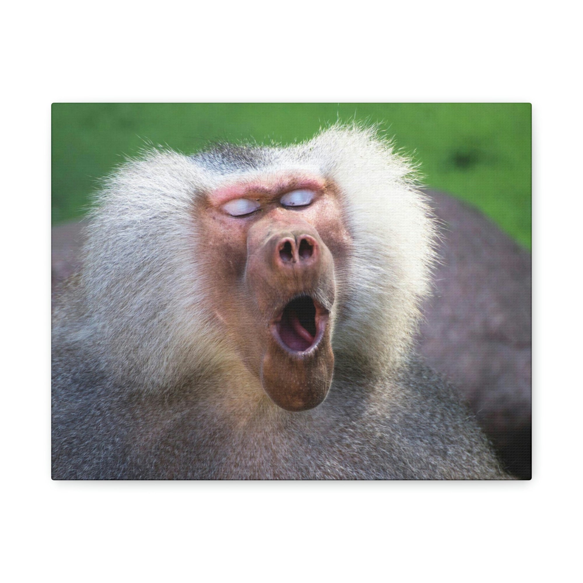 Close Up of Funny Baboon Outside Wall Art Ready to Hang Unframed-Express Your Love Gifts