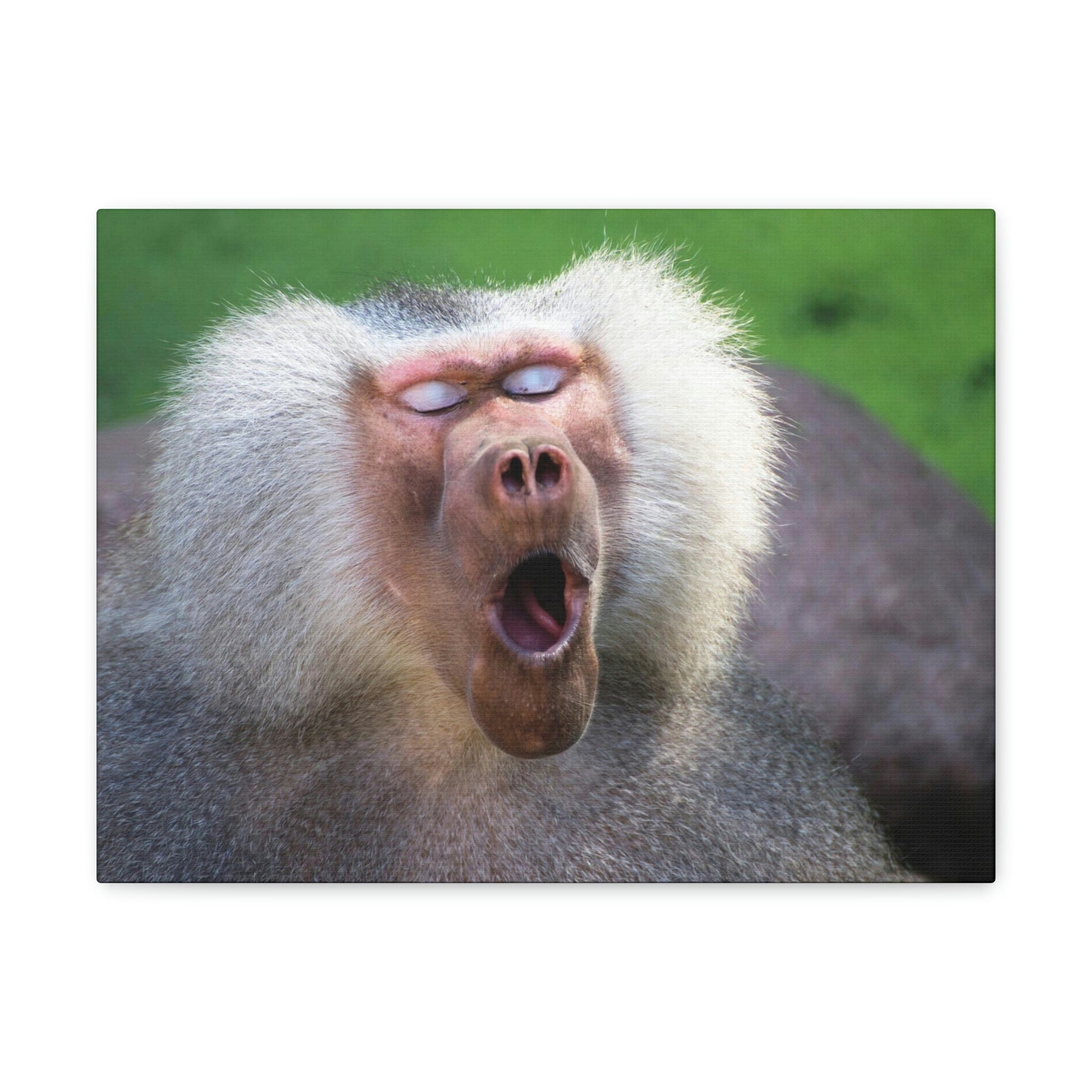 Close Up of Funny Baboon Outside Wall Art Ready to Hang Unframed-Express Your Love Gifts