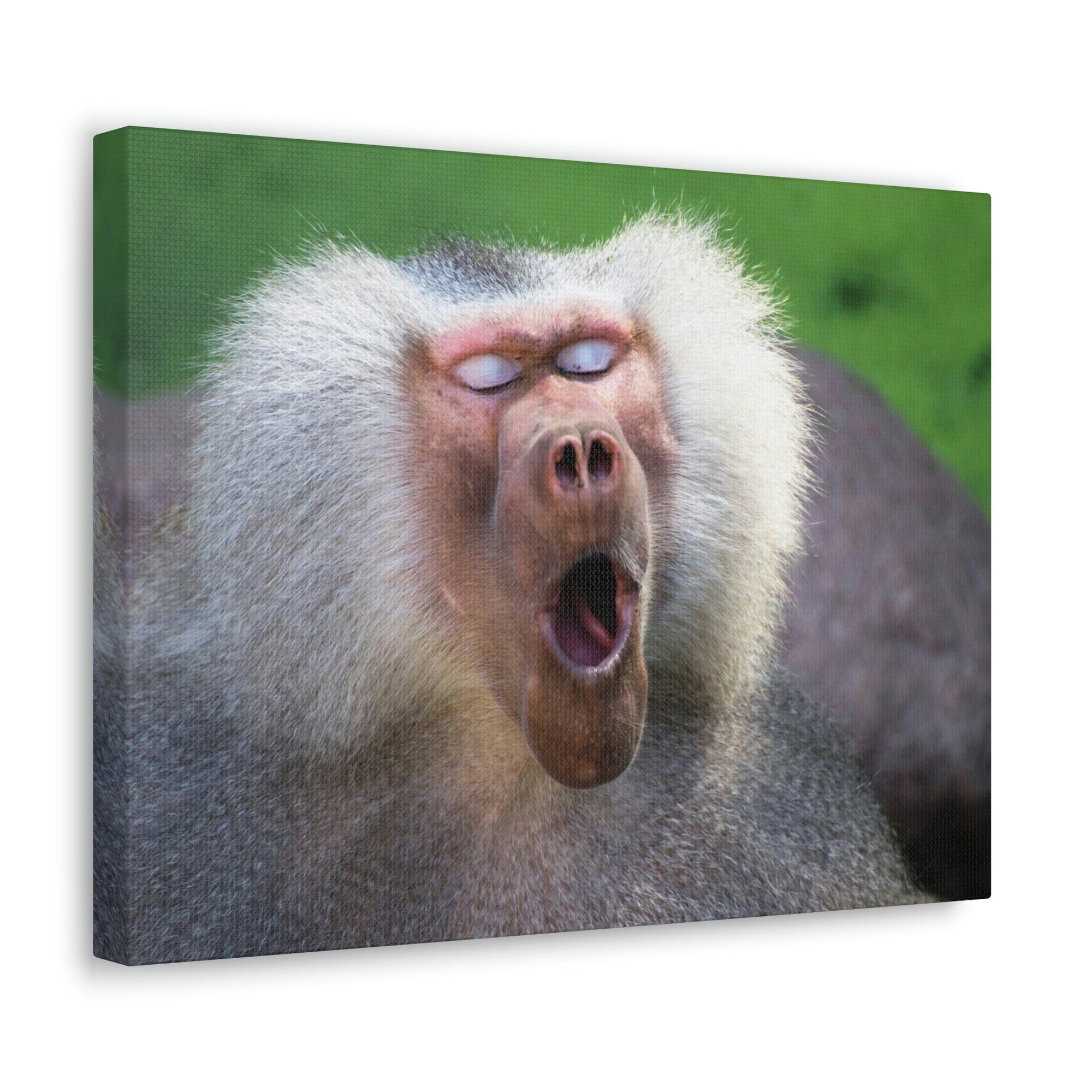 Close Up of Funny Baboon Outside Wall Art Ready to Hang Unframed-Express Your Love Gifts