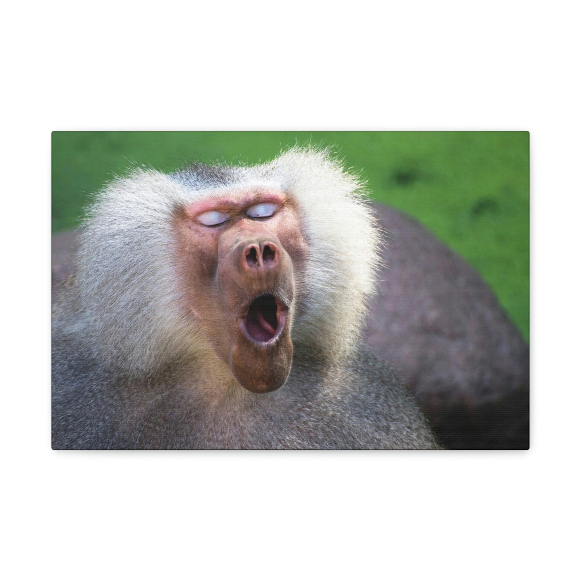 Close Up of Funny Baboon Outside Wall Art Ready to Hang Unframed-Express Your Love Gifts