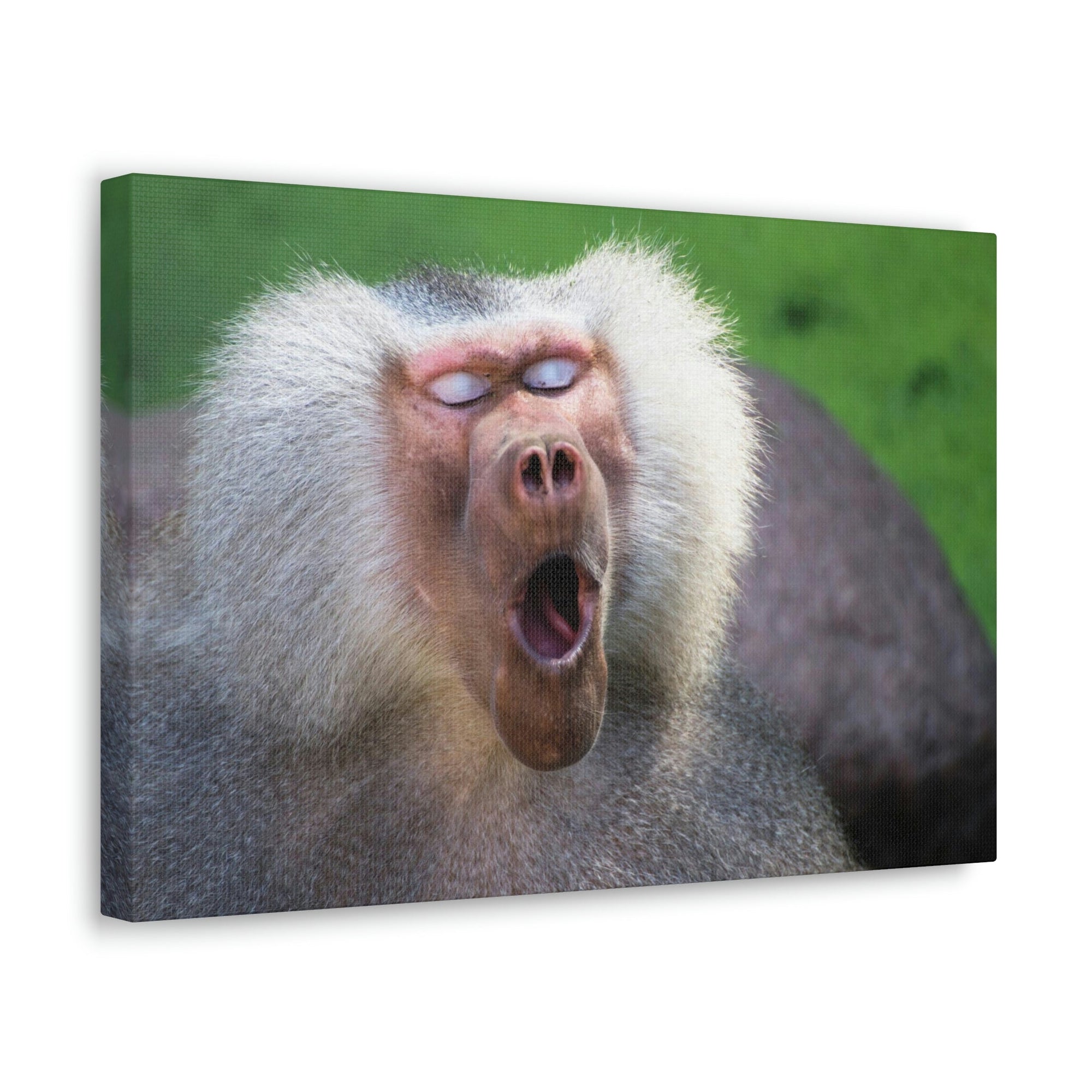 Close Up of Funny Baboon Outside Wall Art Ready to Hang Unframed-Express Your Love Gifts