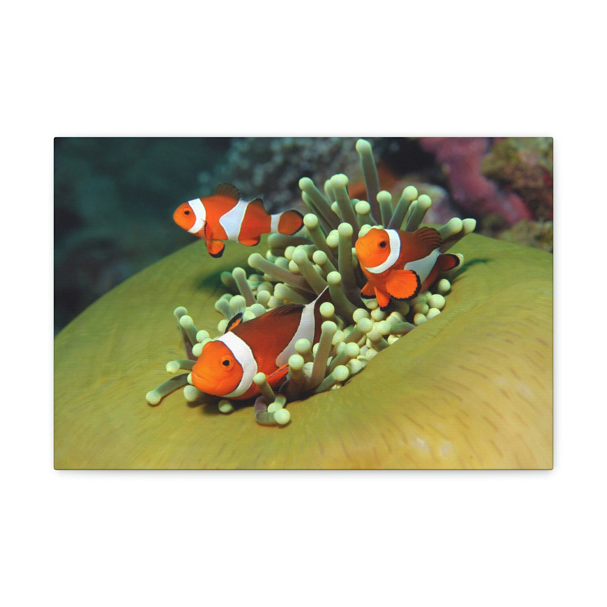 Scripture Walls Clown Fish Couple Clown Fish Troop Print Animal Wall Art Wildlife Canvas Prints Wall Art Ready to Hang Unframed-Express Your Love Gifts