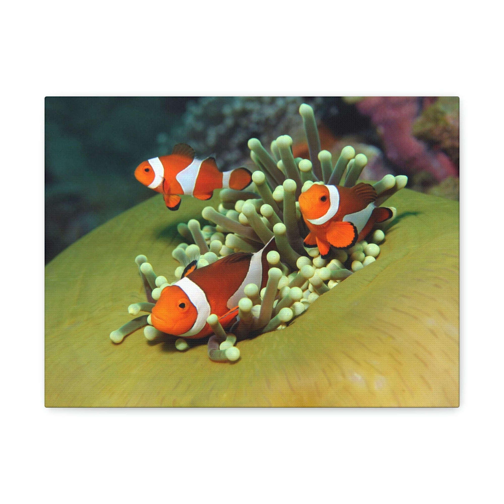 Scripture Walls Clown Fish Couple Clown Fish Troop Print Animal Wall Art Wildlife Canvas Prints Wall Art Ready to Hang Unframed-Express Your Love Gifts