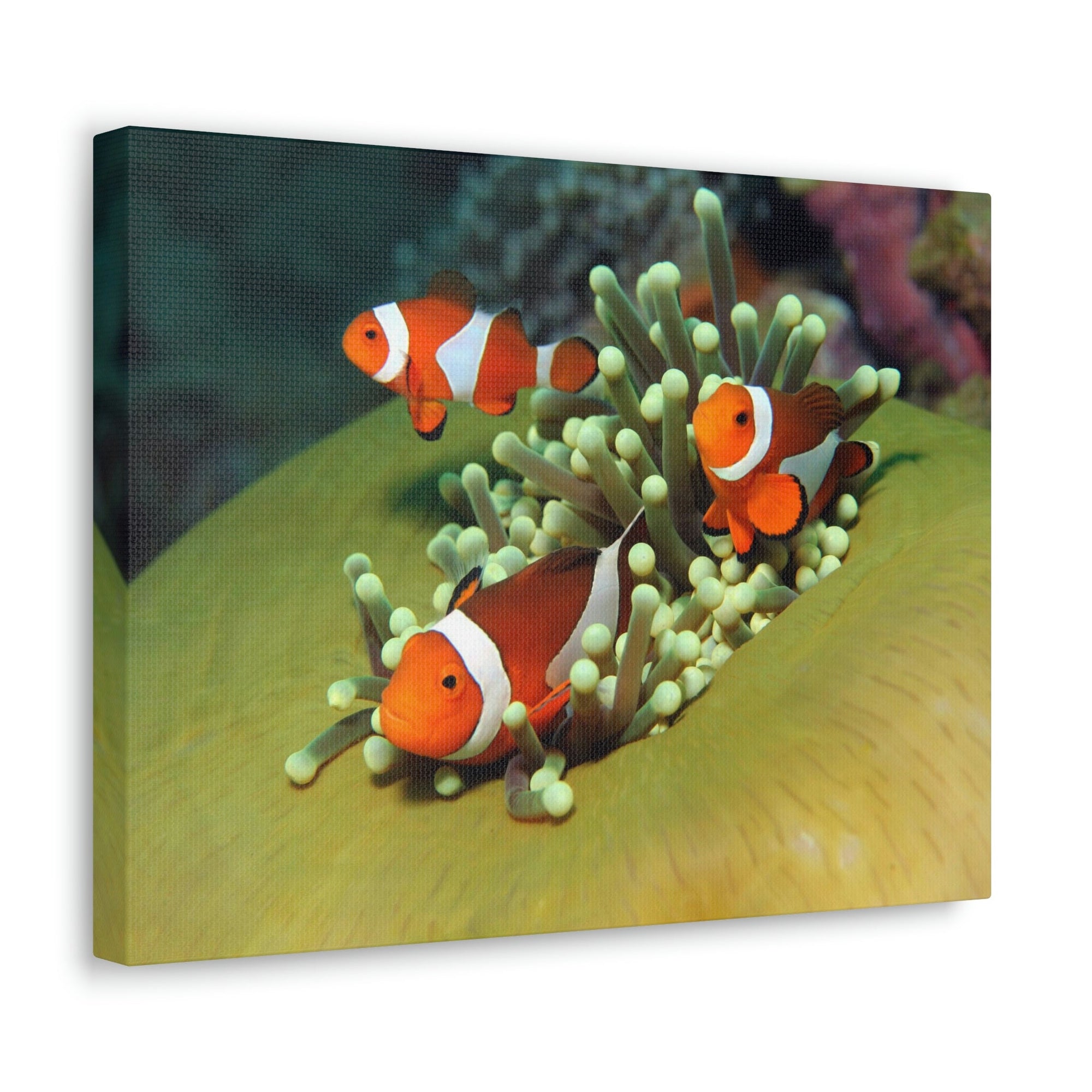 Scripture Walls Clown Fish Couple Clown Fish Troop Print Animal Wall Art Wildlife Canvas Prints Wall Art Ready to Hang Unframed-Express Your Love Gifts