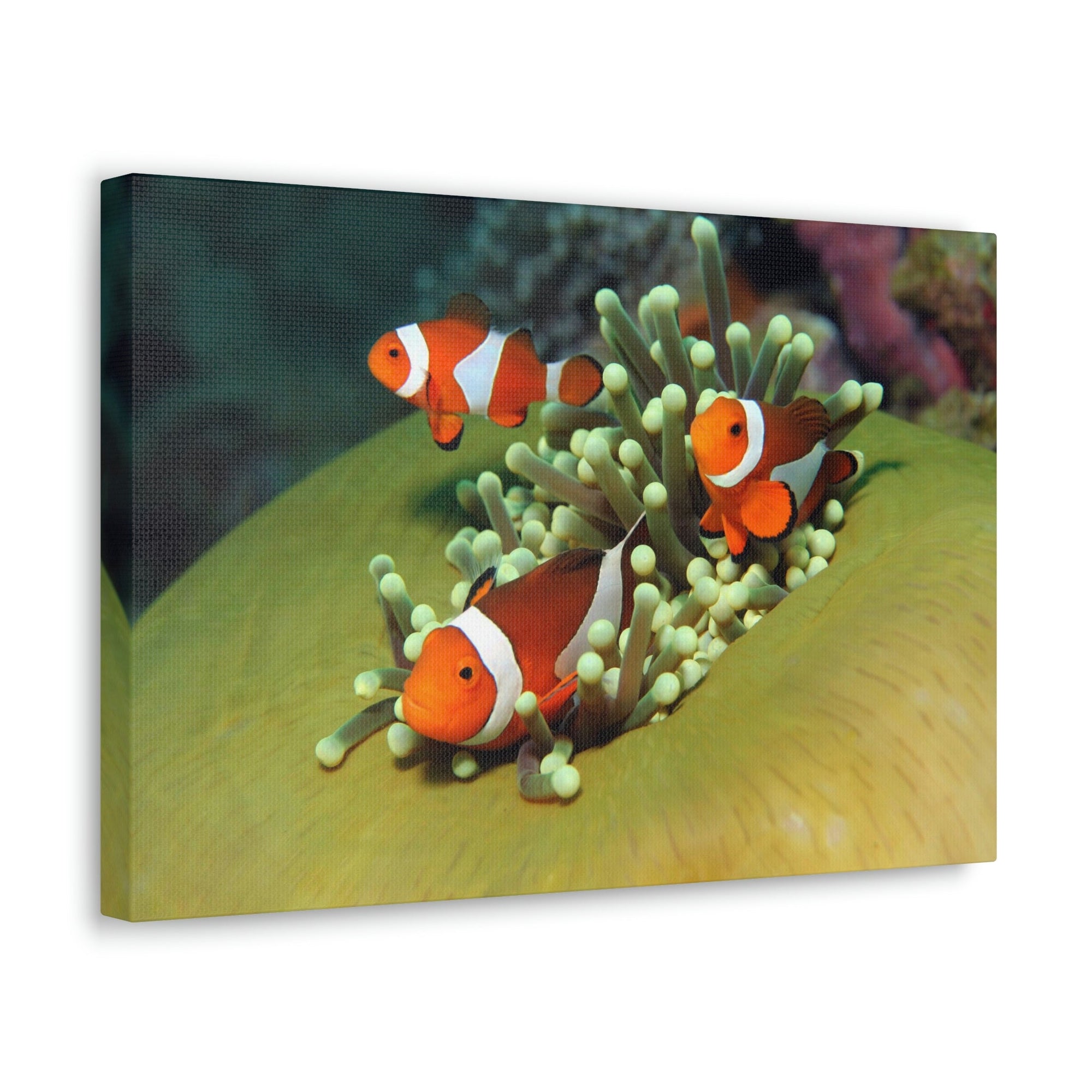 Scripture Walls Clown Fish Couple Clown Fish Troop Print Animal Wall Art Wildlife Canvas Prints Wall Art Ready to Hang Unframed-Express Your Love Gifts