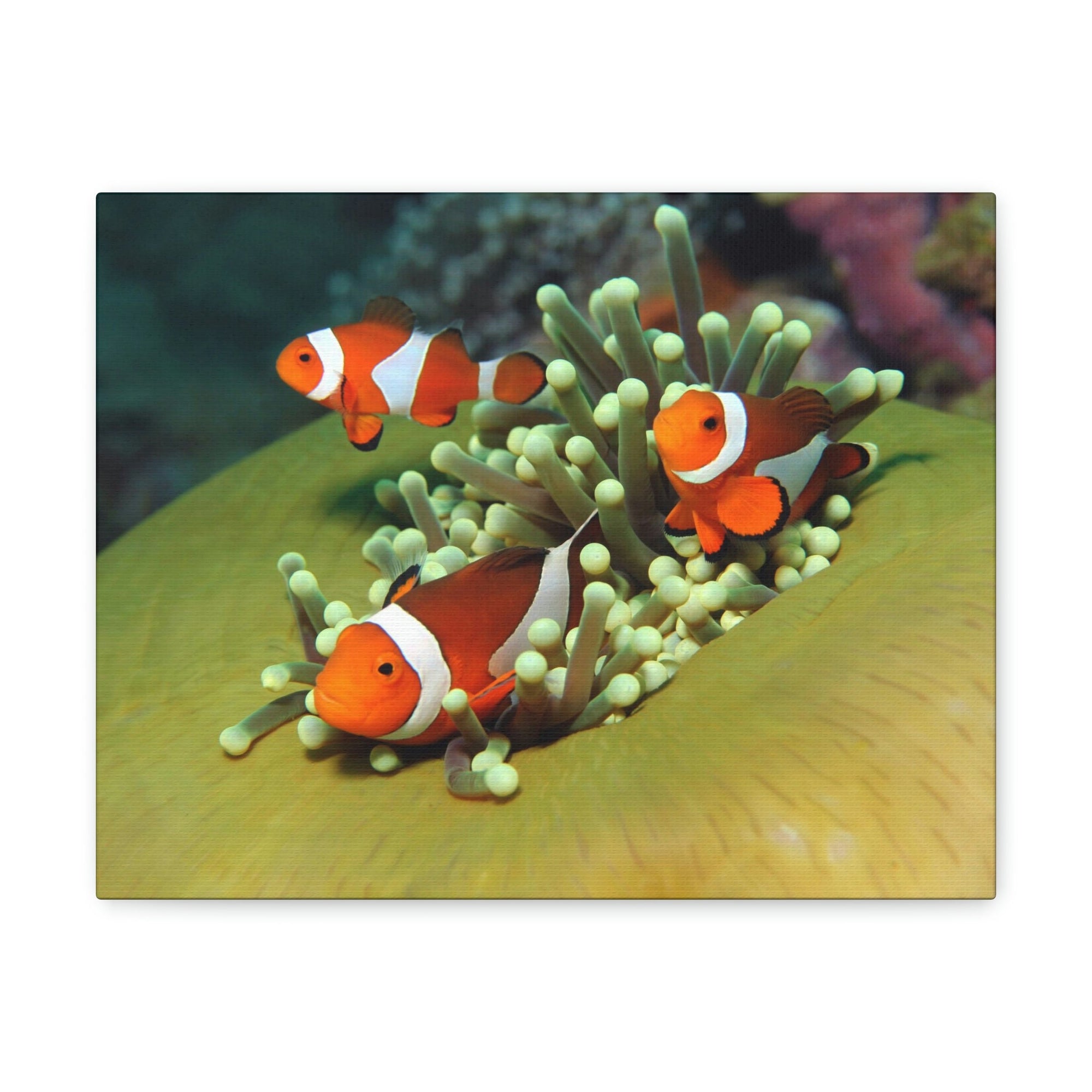 Scripture Walls Clown Fish Couple Clown Fish Troop Print Animal Wall Art Wildlife Canvas Prints Wall Art Ready to Hang Unframed-Express Your Love Gifts