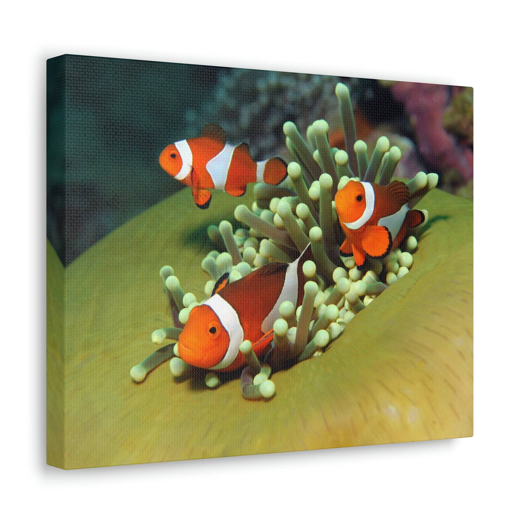 Scripture Walls Clown Fish Couple Clown Fish Troop Print Animal Wall Art Wildlife Canvas Prints Wall Art Ready to Hang Unframed-Express Your Love Gifts