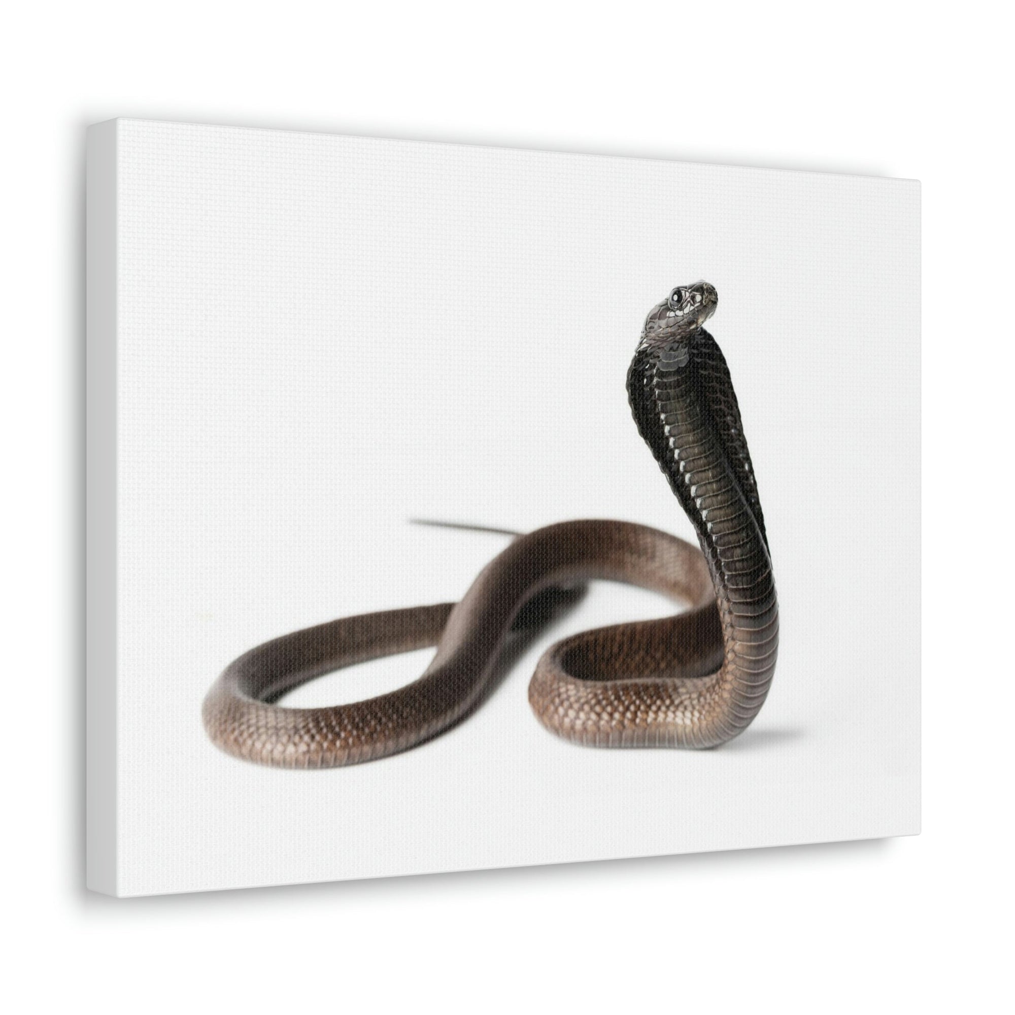 Scripture Walls Cobra Hunting Cobra on Hunt Print Animal Wall Art Wildlife Canvas Prints Wall Art Ready to Hang Unframed-Express Your Love Gifts