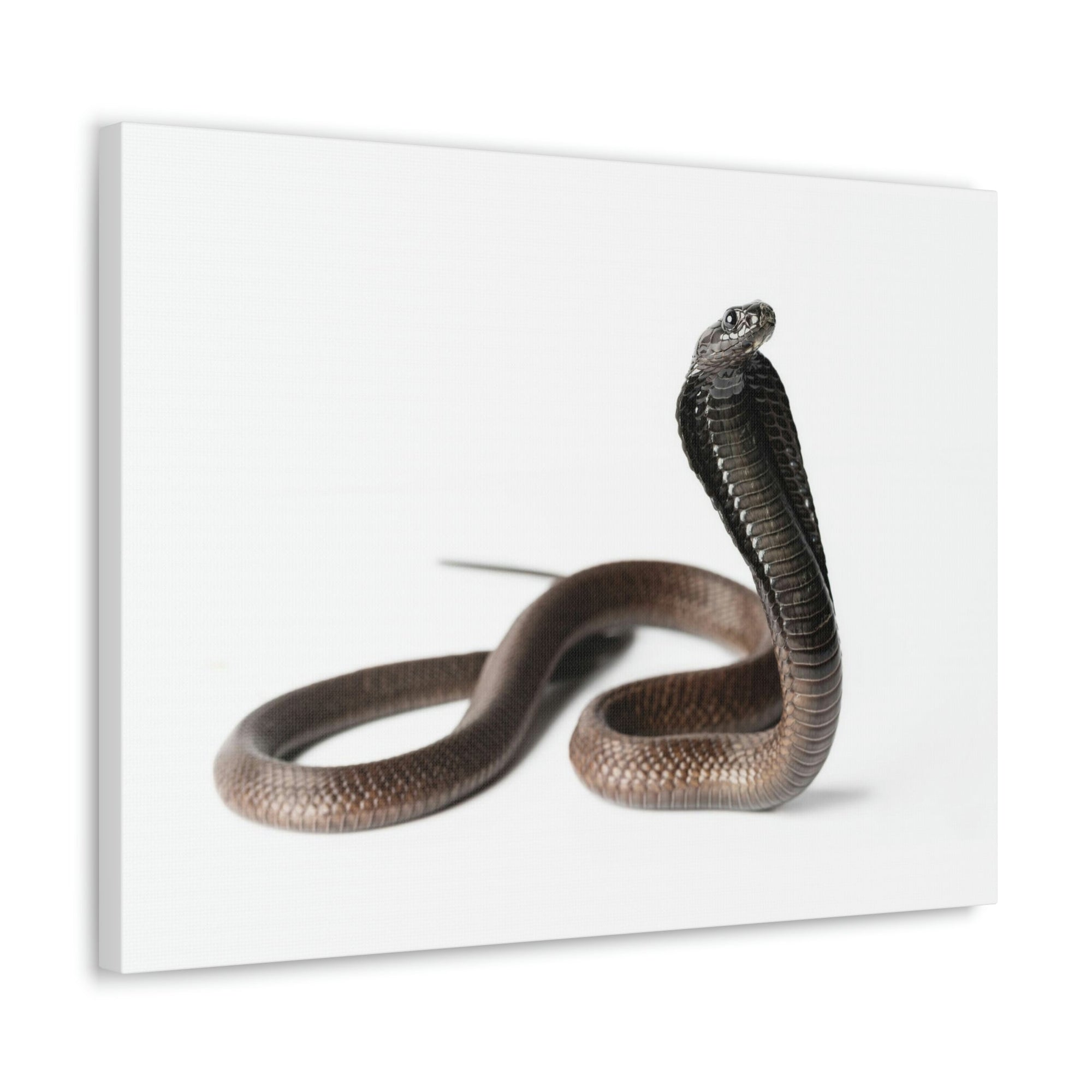 Scripture Walls Cobra Hunting Cobra on Hunt Print Animal Wall Art Wildlife Canvas Prints Wall Art Ready to Hang Unframed-Express Your Love Gifts