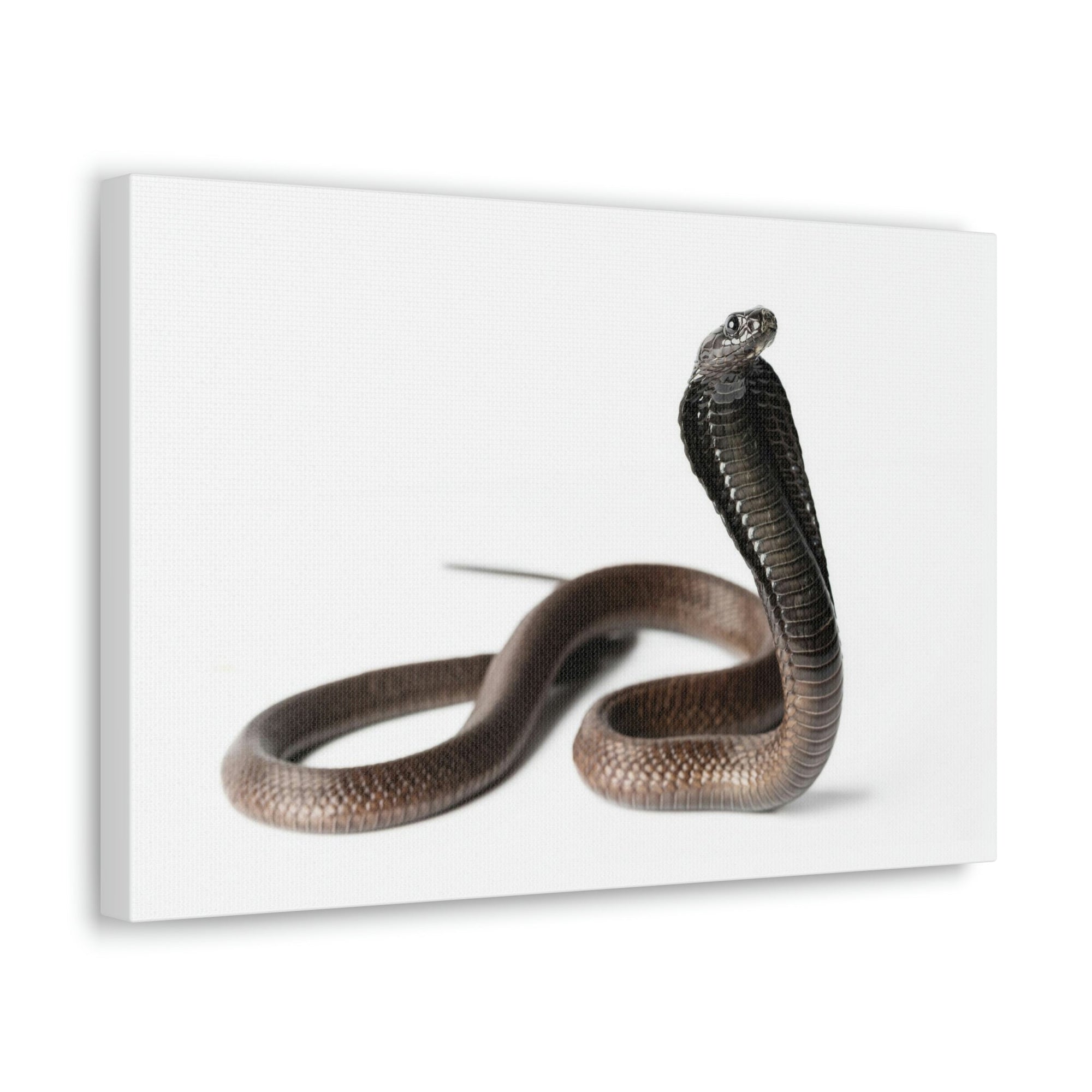 Scripture Walls Cobra Hunting Cobra on Hunt Print Animal Wall Art Wildlife Canvas Prints Wall Art Ready to Hang Unframed-Express Your Love Gifts