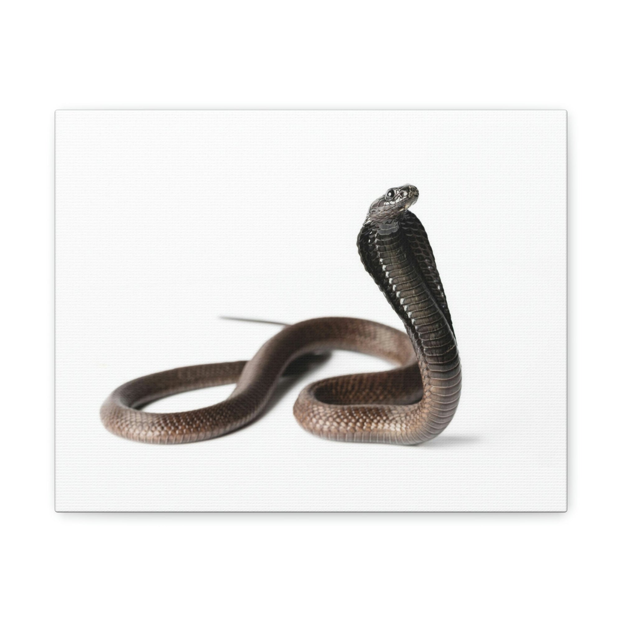 Scripture Walls Cobra Hunting Cobra on Hunt Print Animal Wall Art Wildlife Canvas Prints Wall Art Ready to Hang Unframed-Express Your Love Gifts