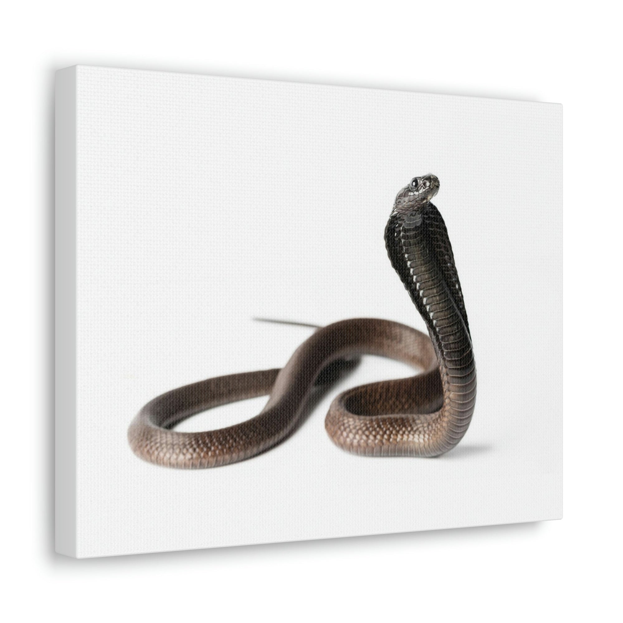 Scripture Walls Cobra Hunting Cobra on Hunt Print Animal Wall Art Wildlife Canvas Prints Wall Art Ready to Hang Unframed-Express Your Love Gifts