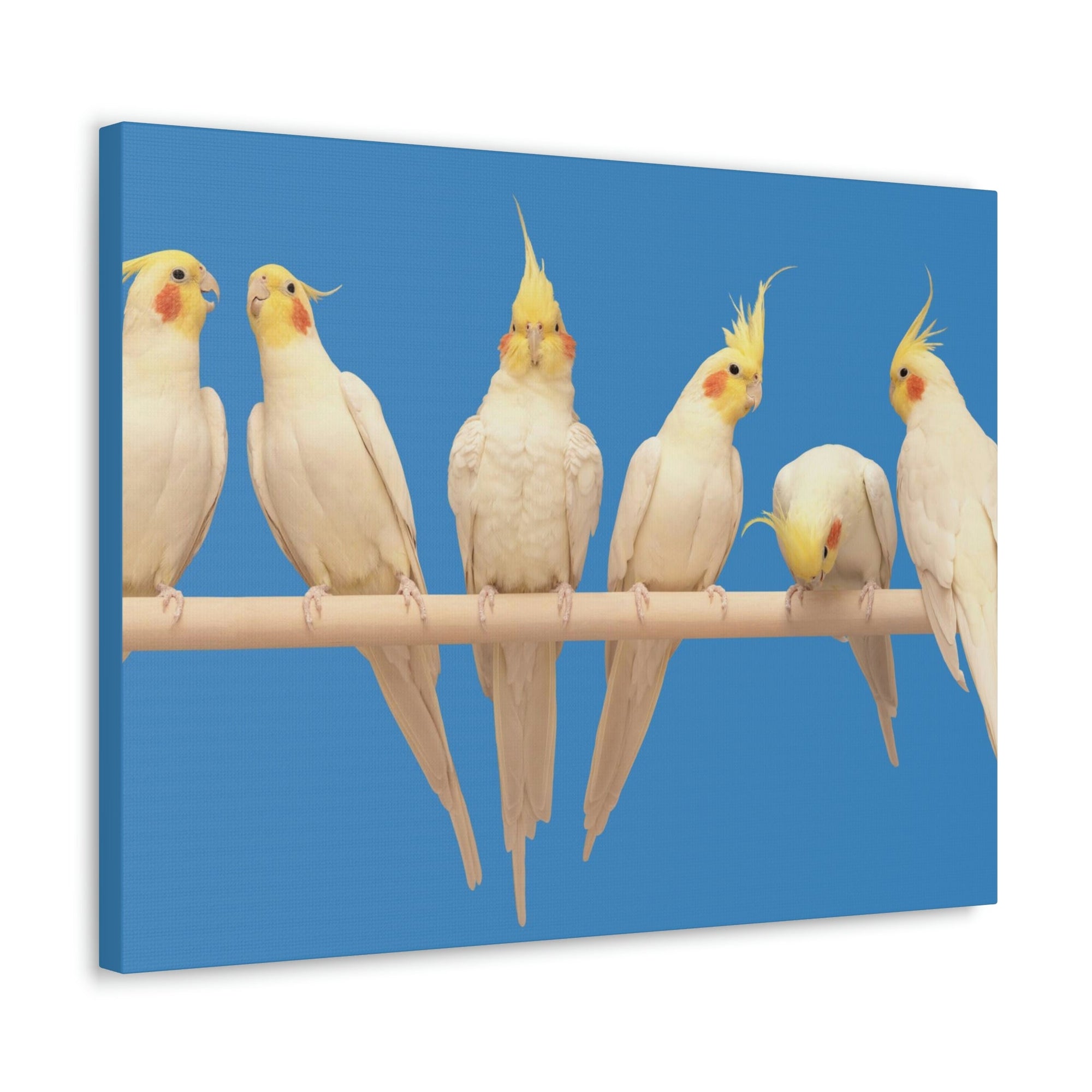 Scripture Walls Cockatiel Couple Cockatiel Troop Print Animal Wall Art Wildlife Canvas Prints Wall Art Ready to Hang Unframed-Express Your Love Gifts