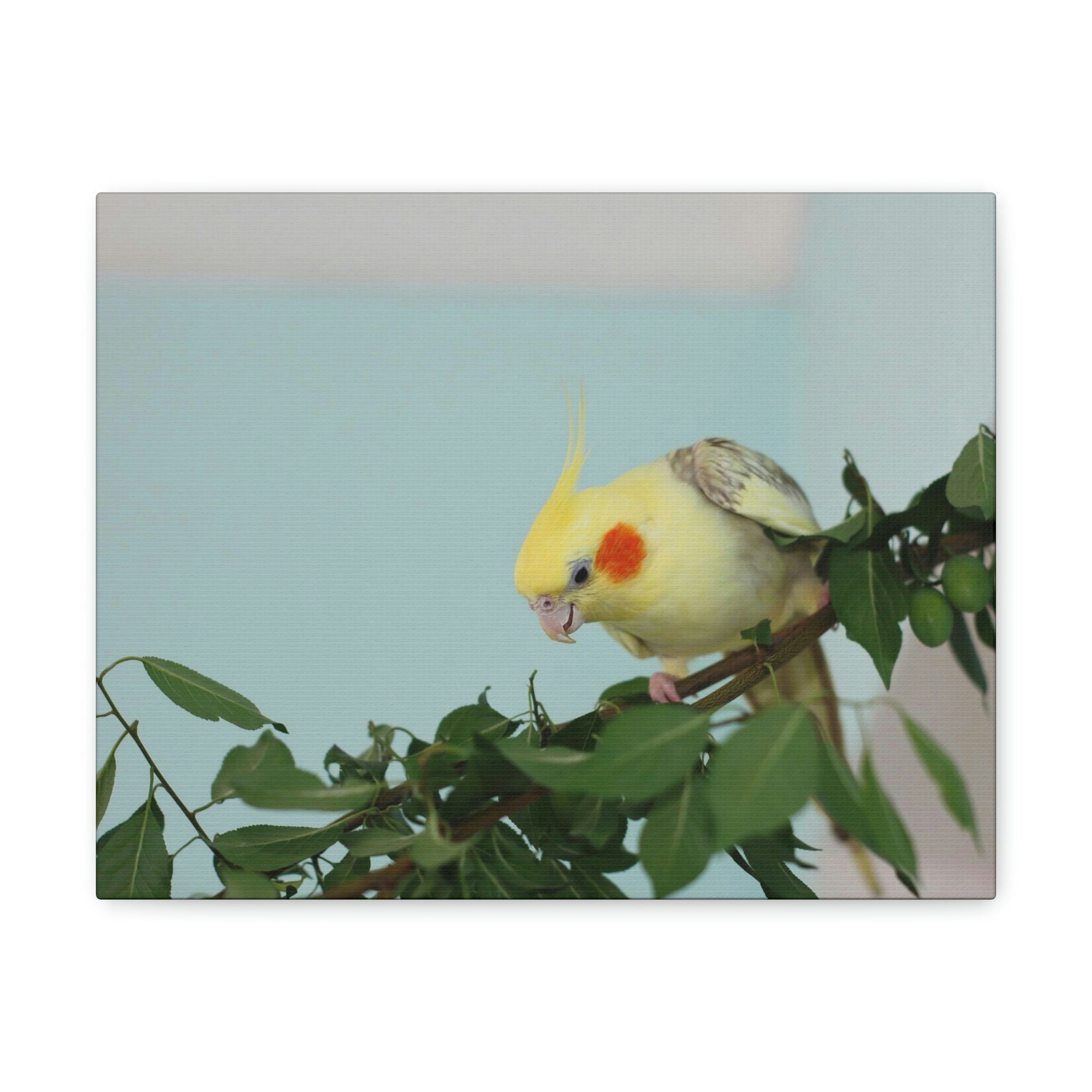 Scripture Walls Cockatiel Hunting Cockatiel on Hunt Print Animal Wall Art Wildlife Canvas Prints Wall Art Ready to Hang Unframed-Express Your Love Gifts