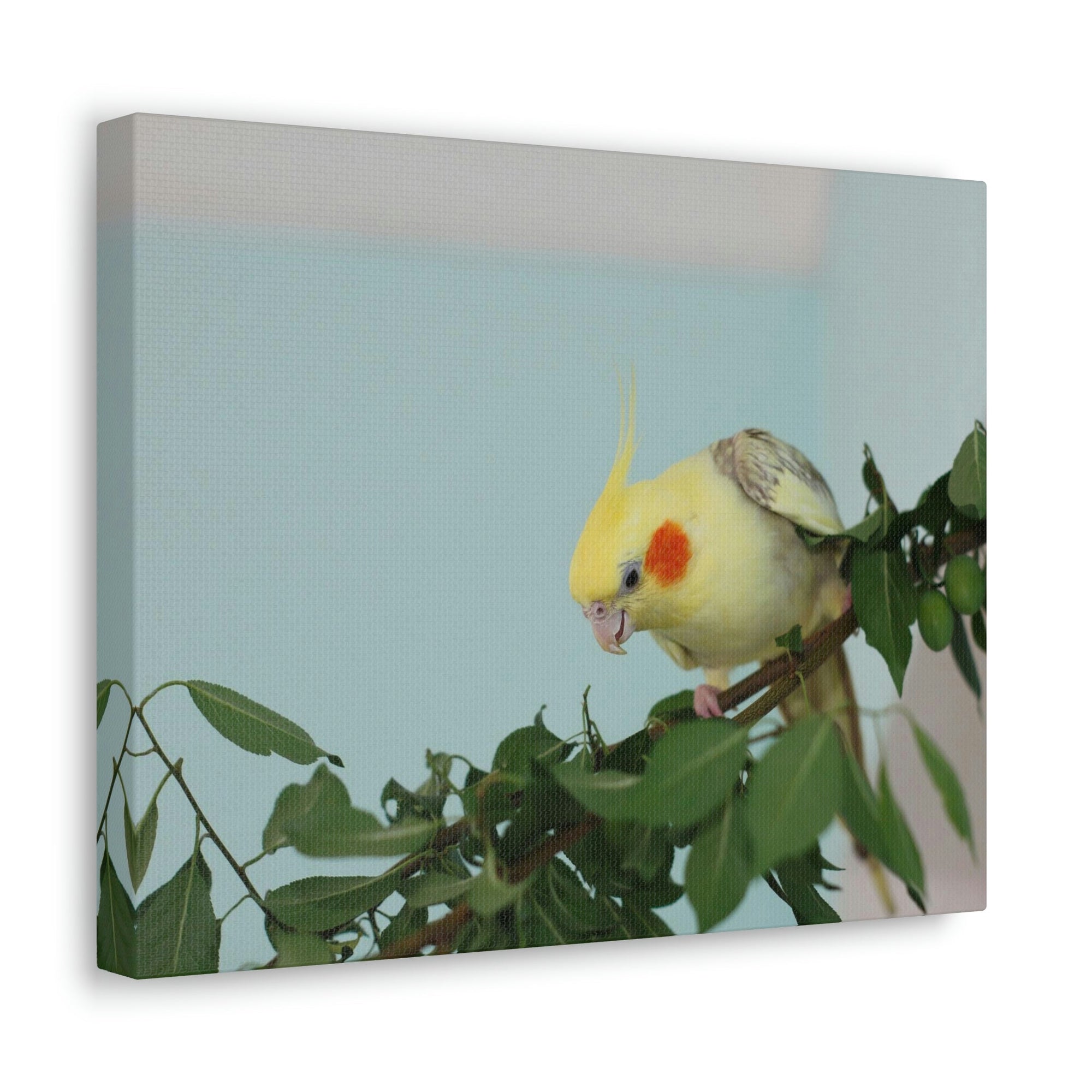 Scripture Walls Cockatiel Hunting Cockatiel on Hunt Print Animal Wall Art Wildlife Canvas Prints Wall Art Ready to Hang Unframed-Express Your Love Gifts