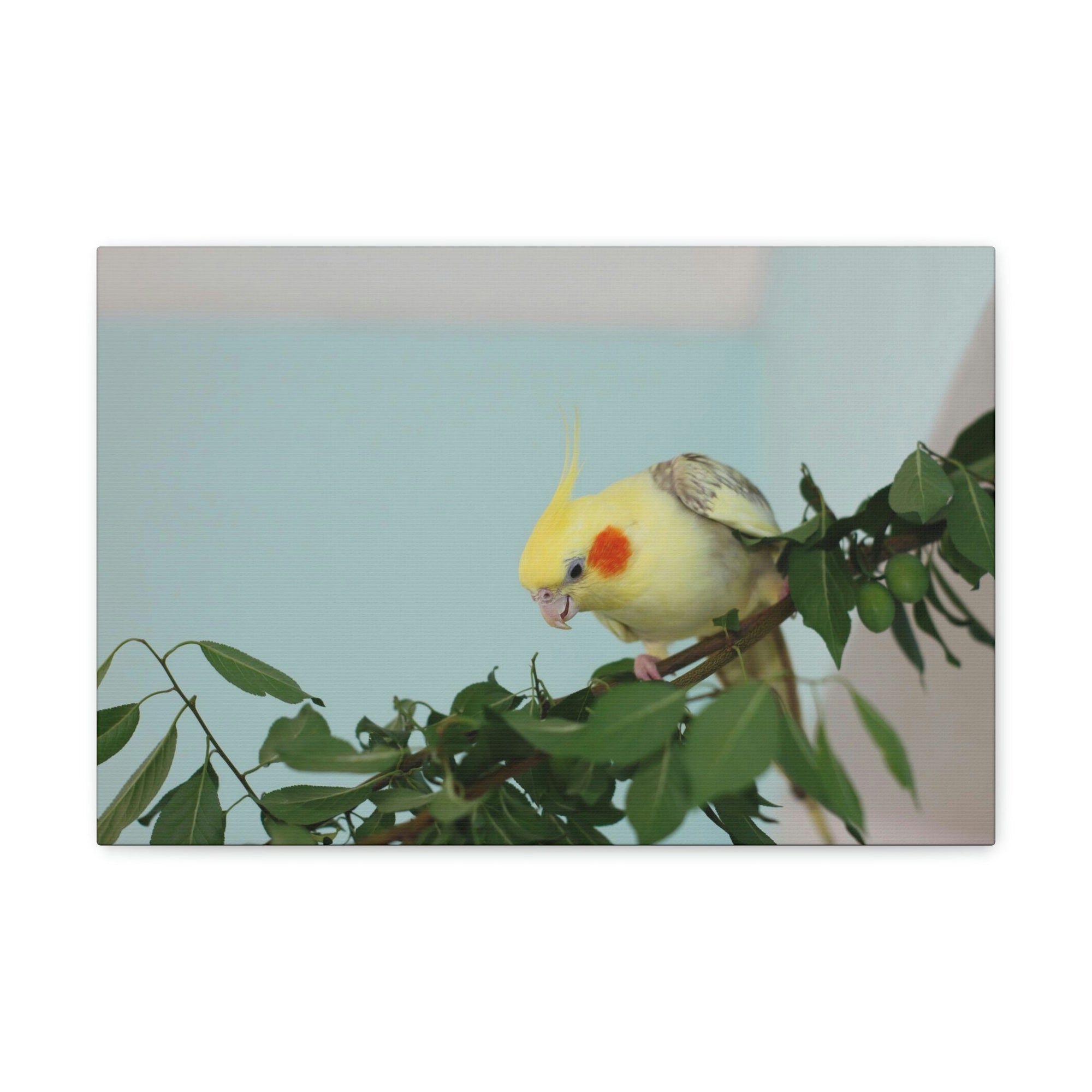 Scripture Walls Cockatiel Hunting Cockatiel on Hunt Print Animal Wall Art Wildlife Canvas Prints Wall Art Ready to Hang Unframed-Express Your Love Gifts