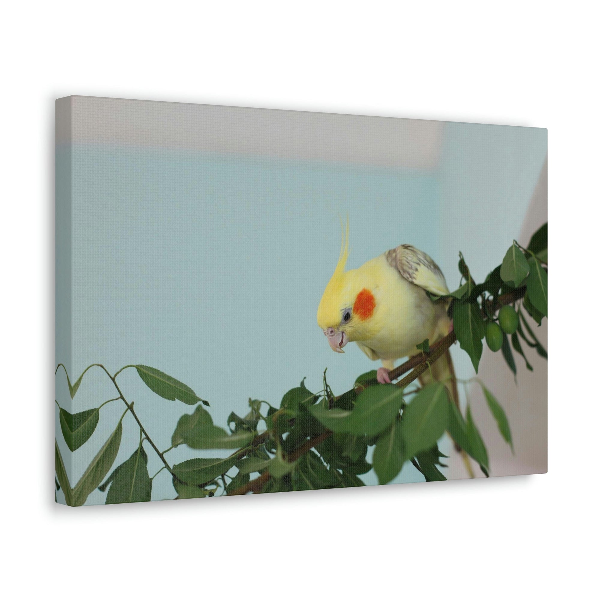 Scripture Walls Cockatiel Hunting Cockatiel on Hunt Print Animal Wall Art Wildlife Canvas Prints Wall Art Ready to Hang Unframed-Express Your Love Gifts