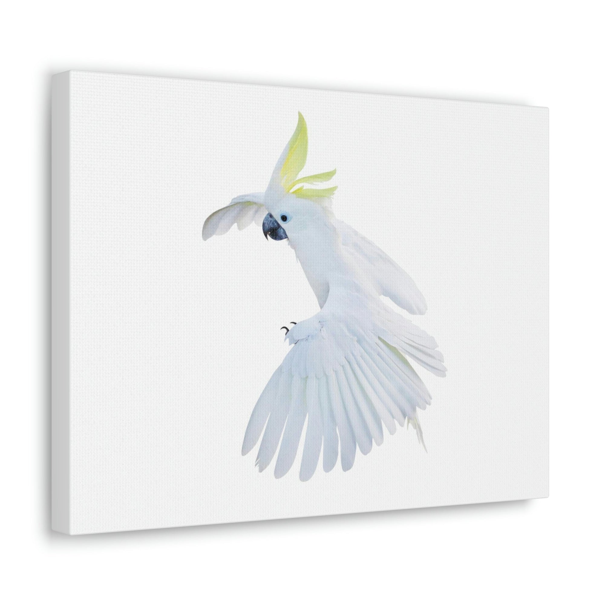 Scripture Walls Cockatoo Hunting Cockatoo on Hunt Print Animal Wall Art Wildlife Canvas Prints Wall Art Ready to Hang Unframed-Express Your Love Gifts