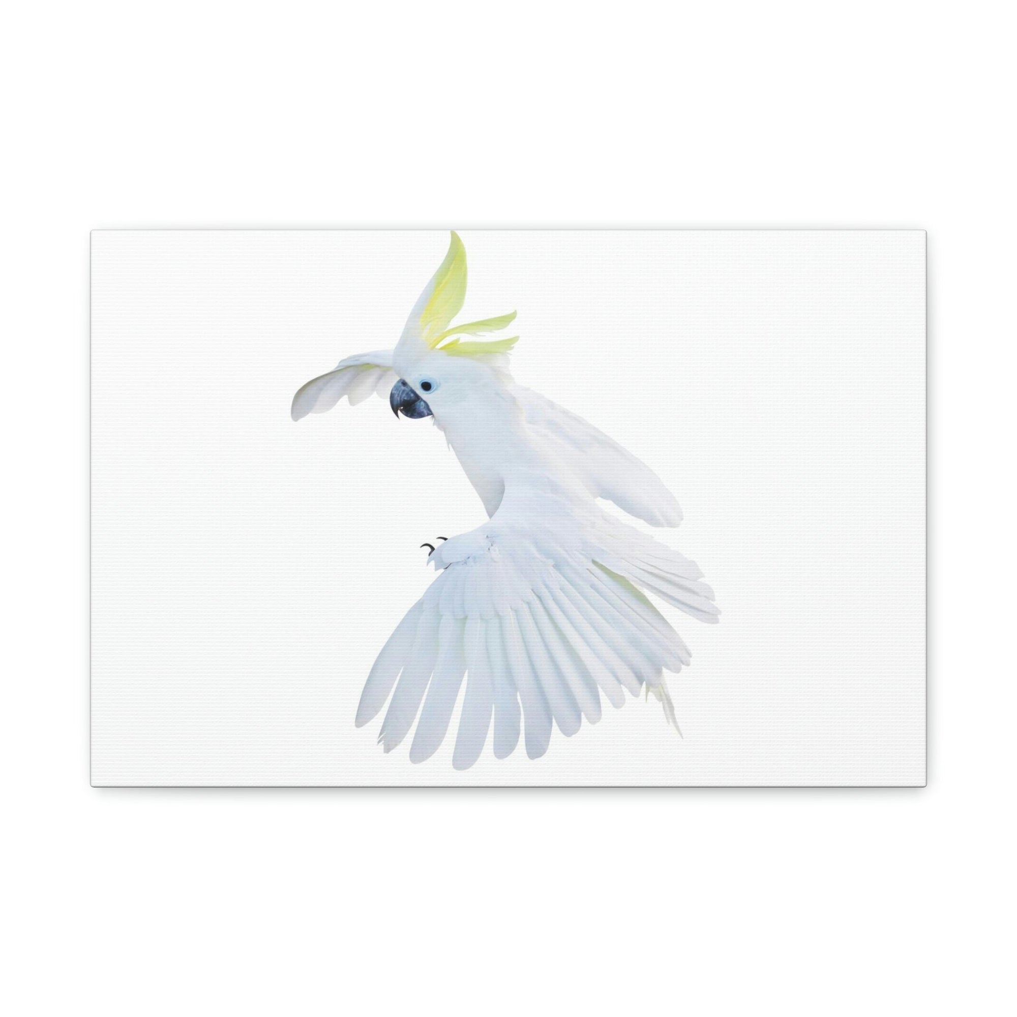 Scripture Walls Cockatoo Hunting Cockatoo on Hunt Print Animal Wall Art Wildlife Canvas Prints Wall Art Ready to Hang Unframed-Express Your Love Gifts