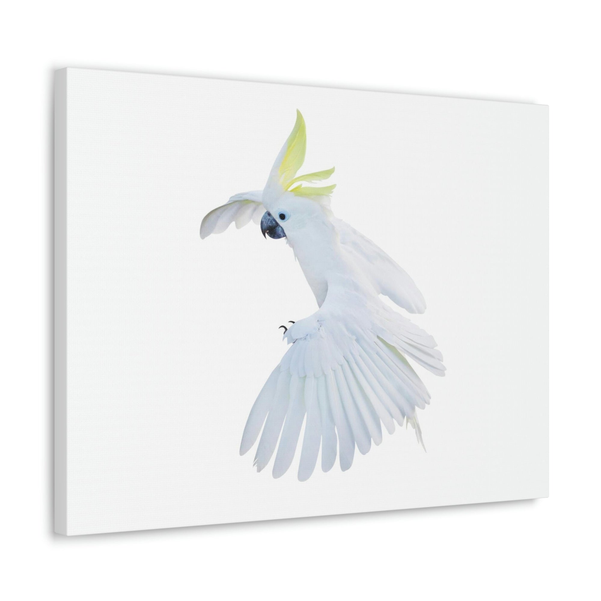 Scripture Walls Cockatoo Hunting Cockatoo on Hunt Print Animal Wall Art Wildlife Canvas Prints Wall Art Ready to Hang Unframed-Express Your Love Gifts