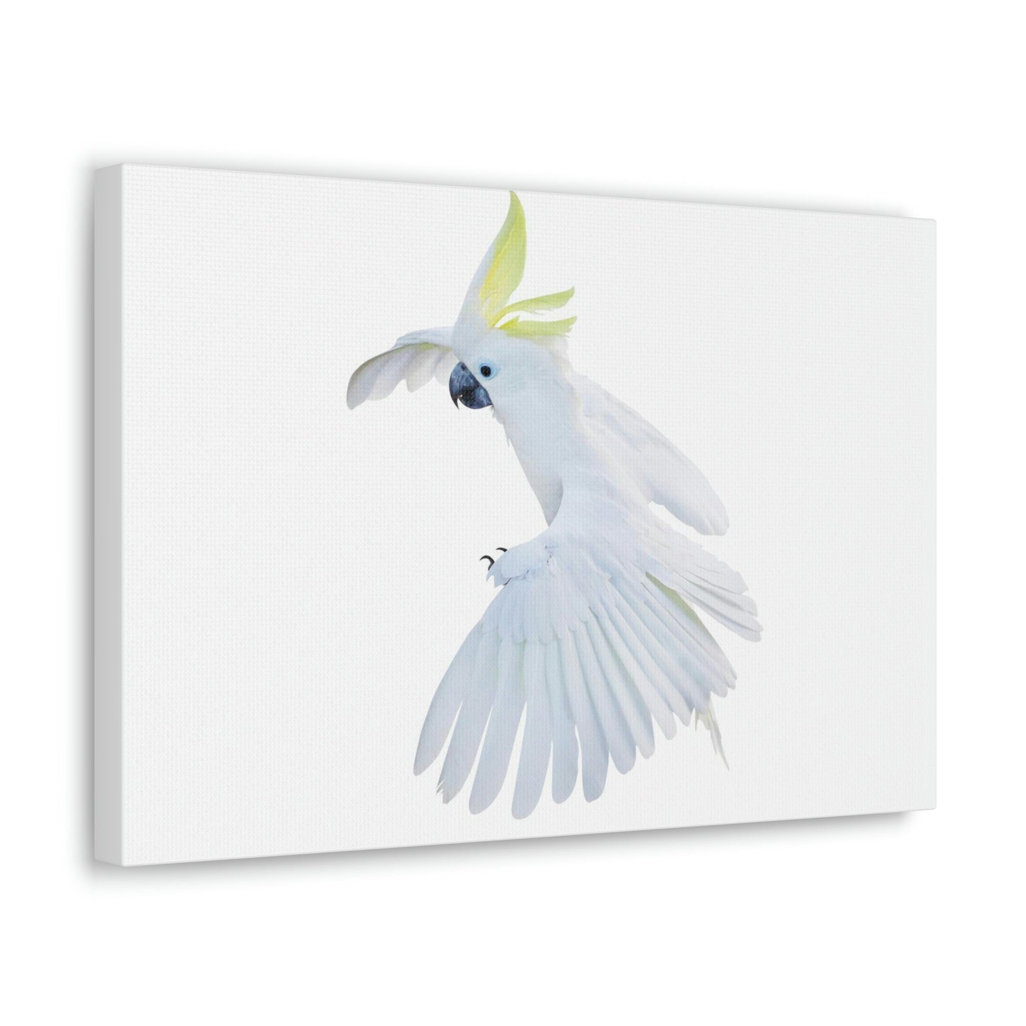 Scripture Walls Cockatoo Hunting Cockatoo on Hunt Print Animal Wall Art Wildlife Canvas Prints Wall Art Ready to Hang Unframed-Express Your Love Gifts