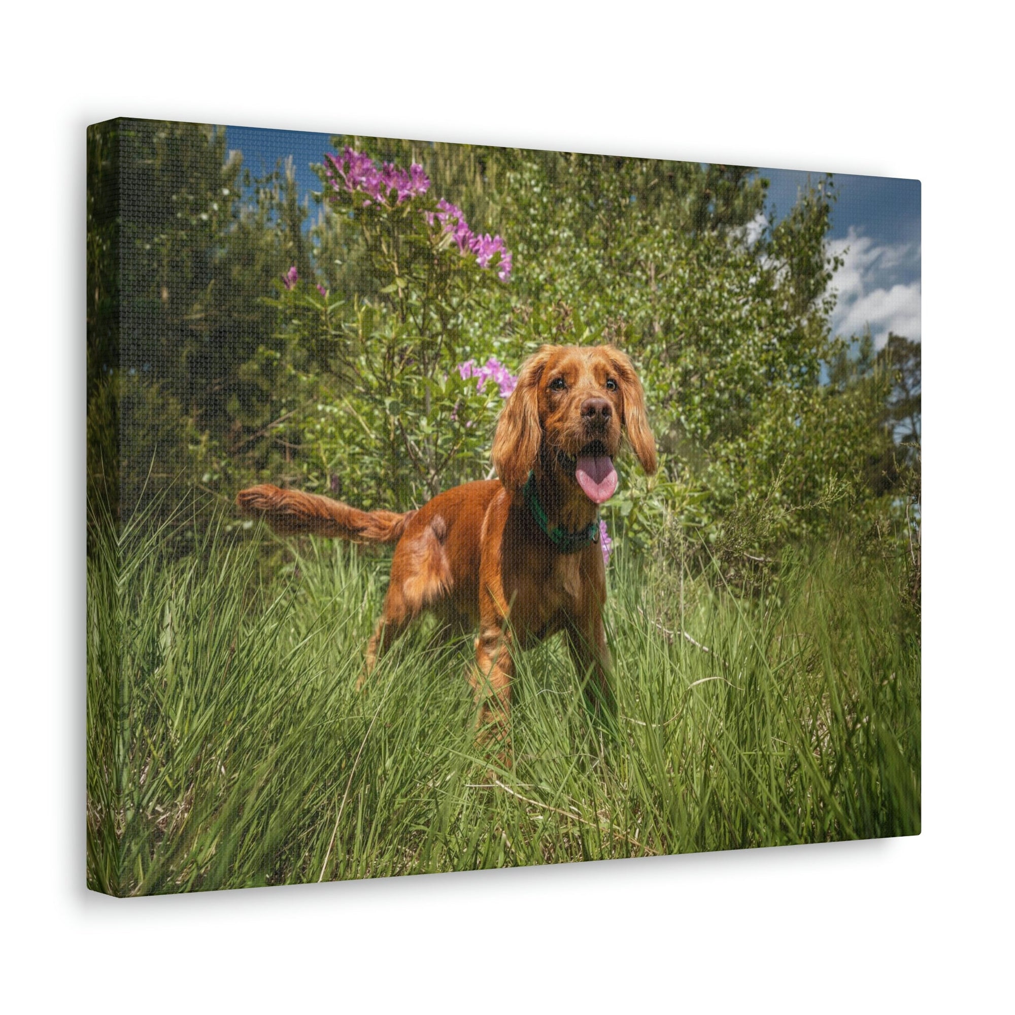 Scripture Walls Cocker Spaniel Hunting Cocker Spaniel on Hunt Print Animal Wall Art Wildlife Canvas Prints Wall Art Ready to Hang Unframed-Express Your Love Gifts