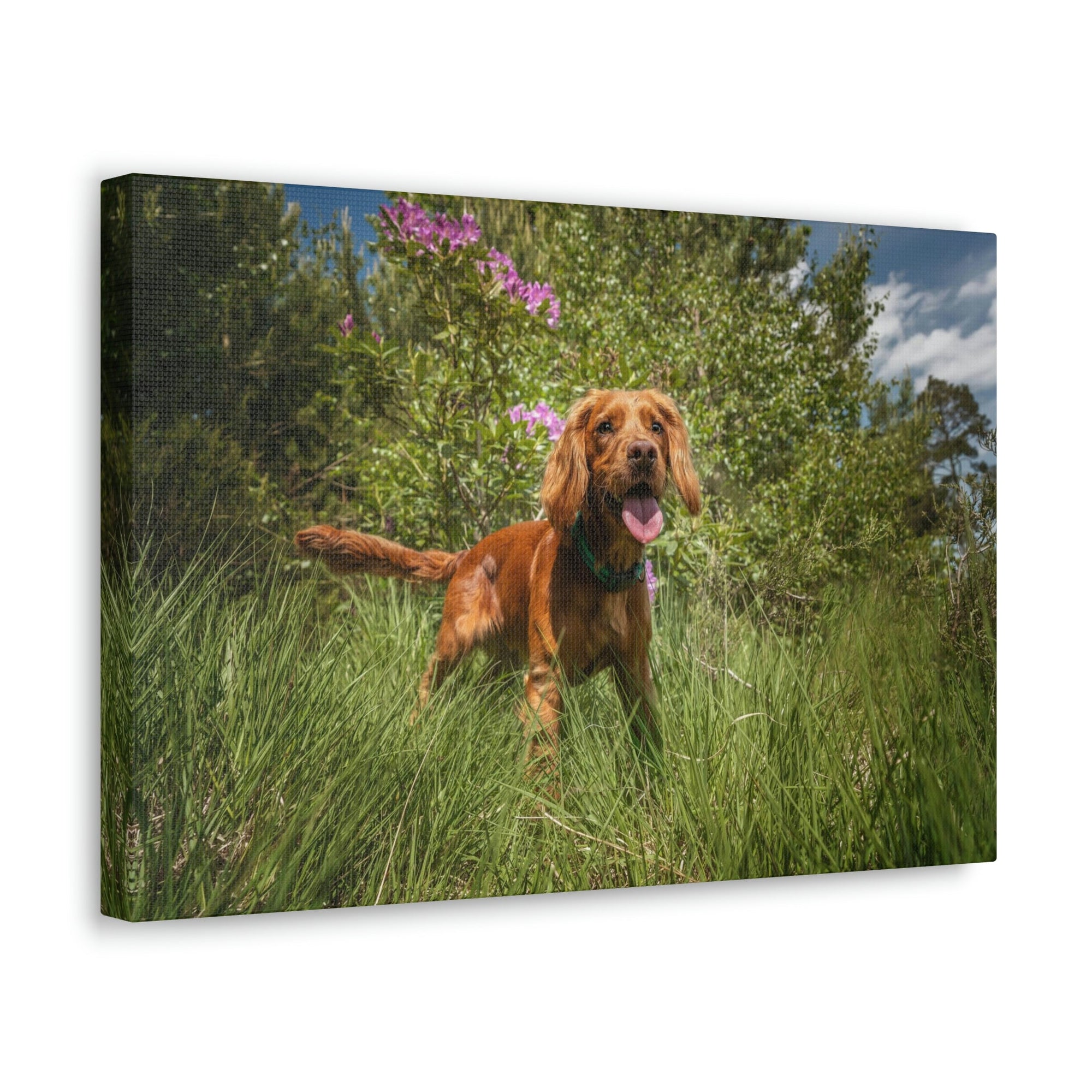 Scripture Walls Cocker Spaniel Hunting Cocker Spaniel on Hunt Print Animal Wall Art Wildlife Canvas Prints Wall Art Ready to Hang Unframed-Express Your Love Gifts