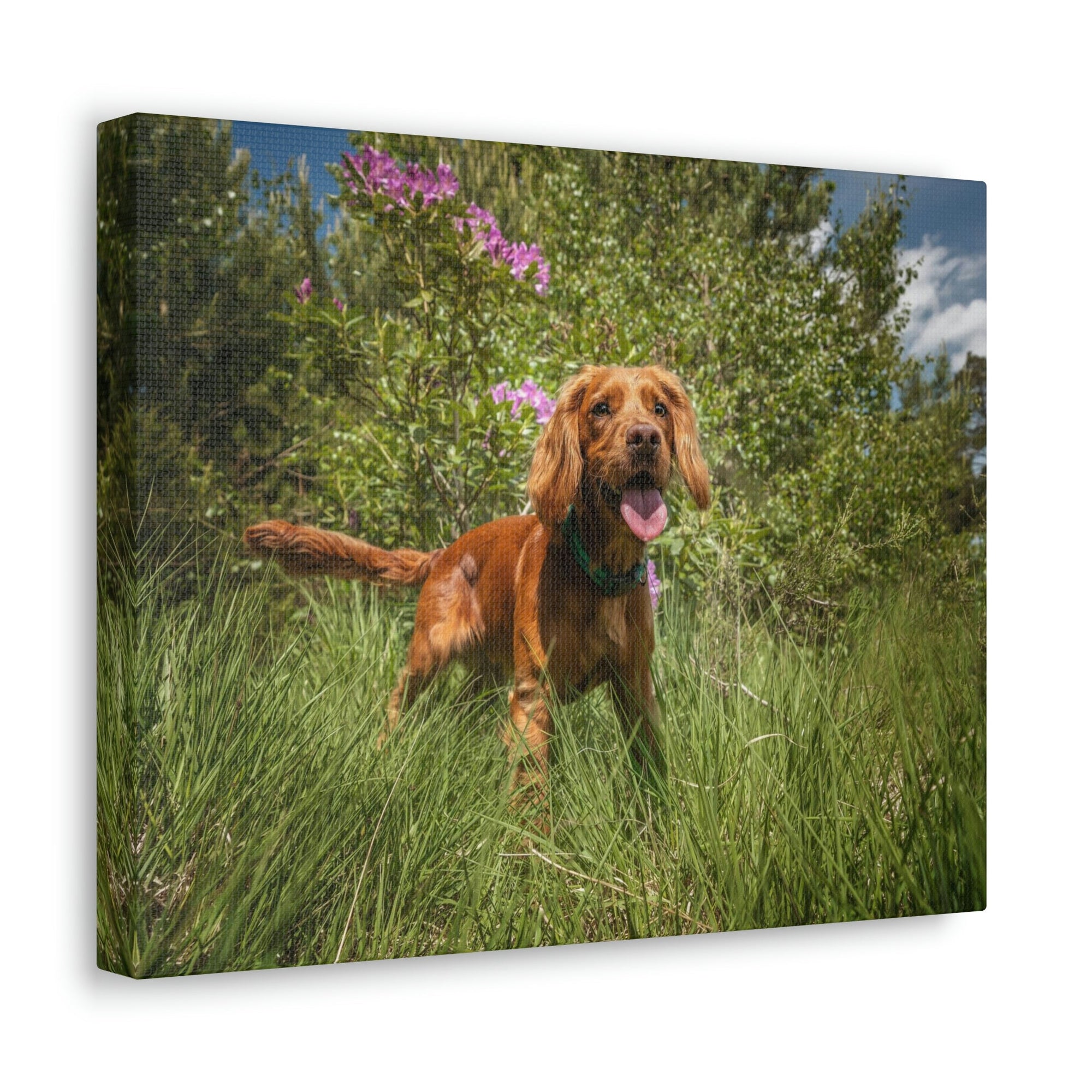 Scripture Walls Cocker Spaniel Hunting Cocker Spaniel on Hunt Print Animal Wall Art Wildlife Canvas Prints Wall Art Ready to Hang Unframed-Express Your Love Gifts