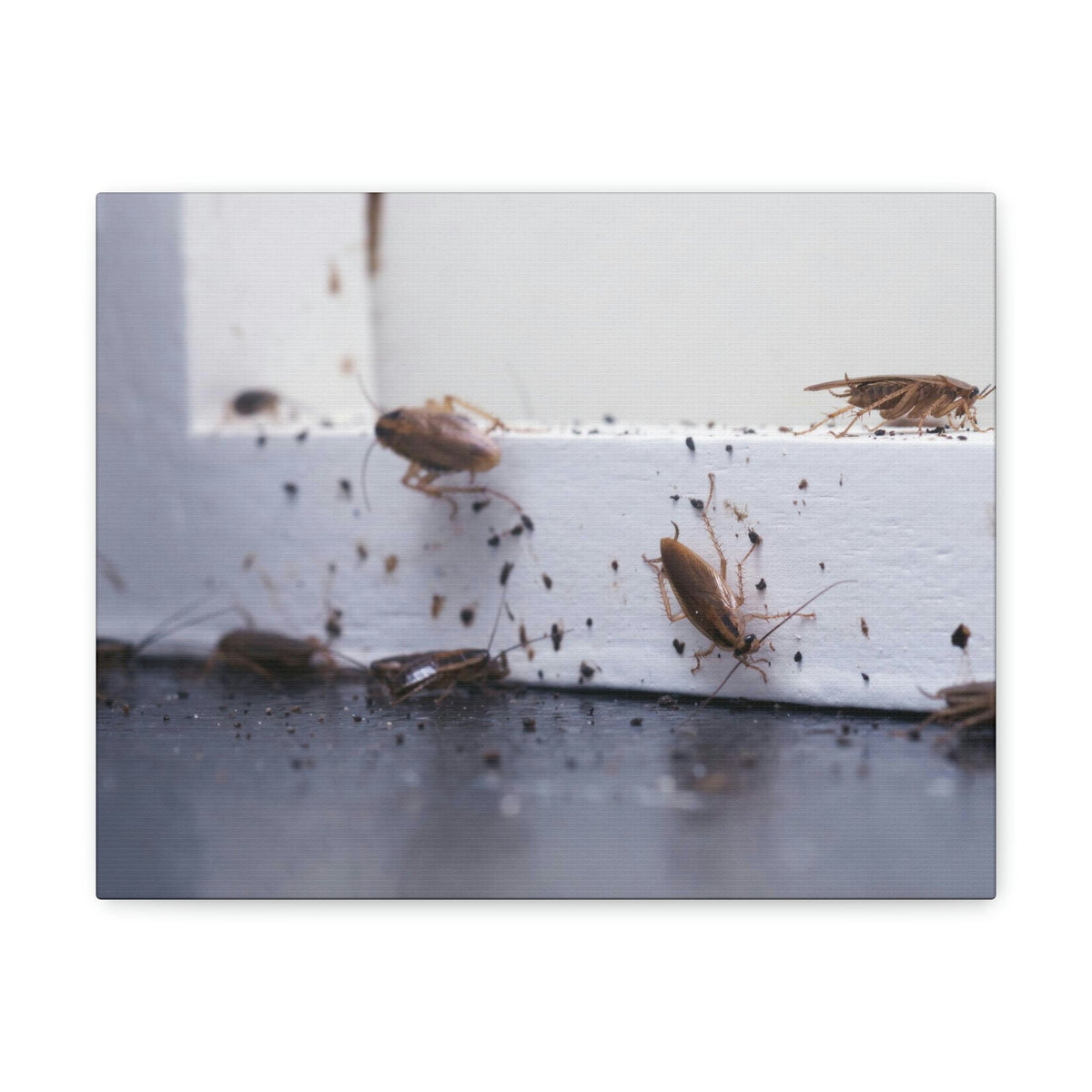 Scripture Walls Cockroach Hunting Cockroach on Hunt Print Animal Wall Art Wildlife Canvas Prints Wall Art Ready to Hang Unframed-Express Your Love Gifts