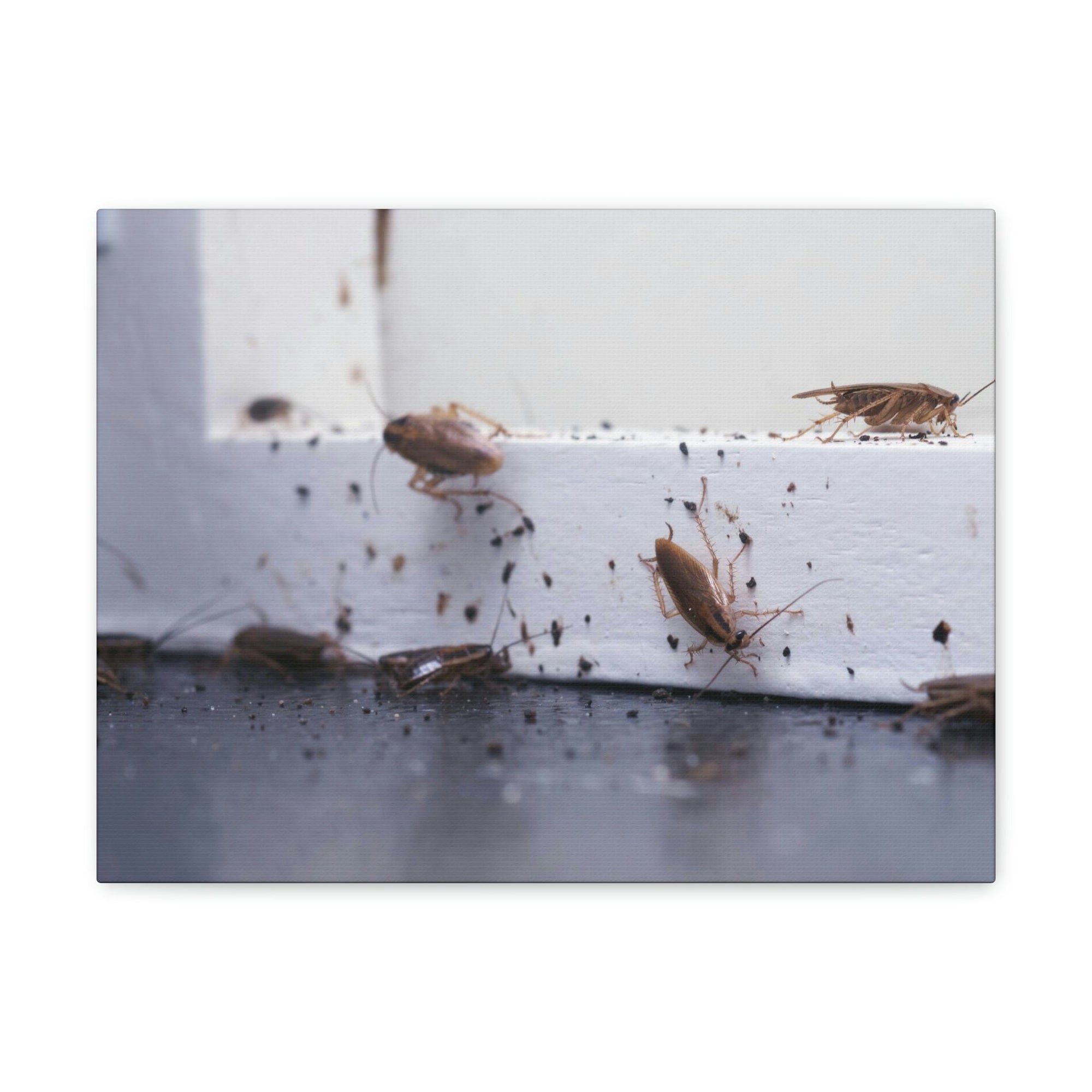 Scripture Walls Cockroach Hunting Cockroach on Hunt Print Animal Wall Art Wildlife Canvas Prints Wall Art Ready to Hang Unframed-Express Your Love Gifts