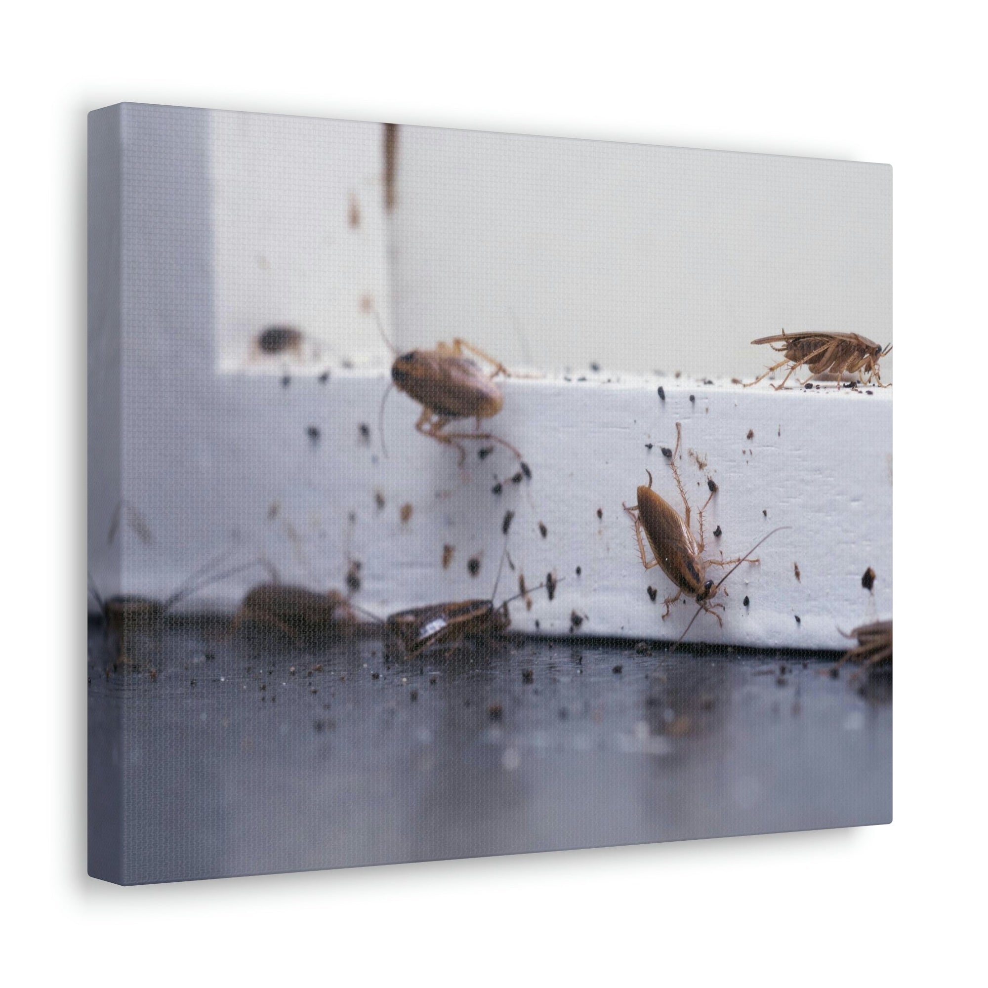 Scripture Walls Cockroach Hunting Cockroach on Hunt Print Animal Wall Art Wildlife Canvas Prints Wall Art Ready to Hang Unframed-Express Your Love Gifts