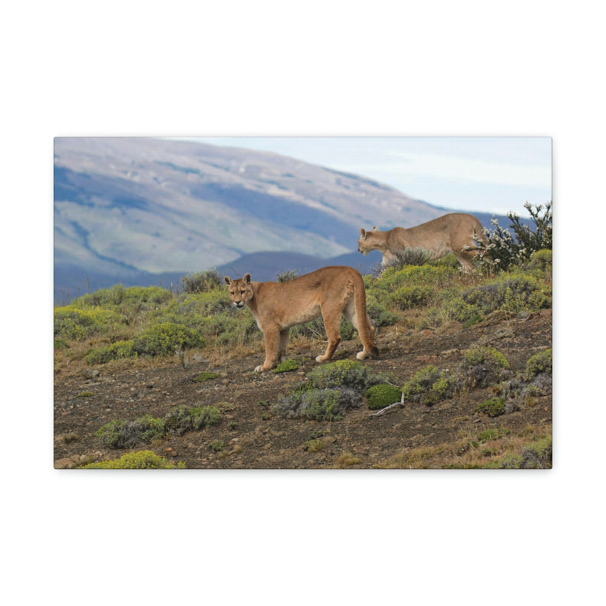 Scripture Walls Cougar Couple Cougar Troop Print Animal Wall Art Wildlife Canvas Prints Wall Art Ready to Hang Unframed-Express Your Love Gifts